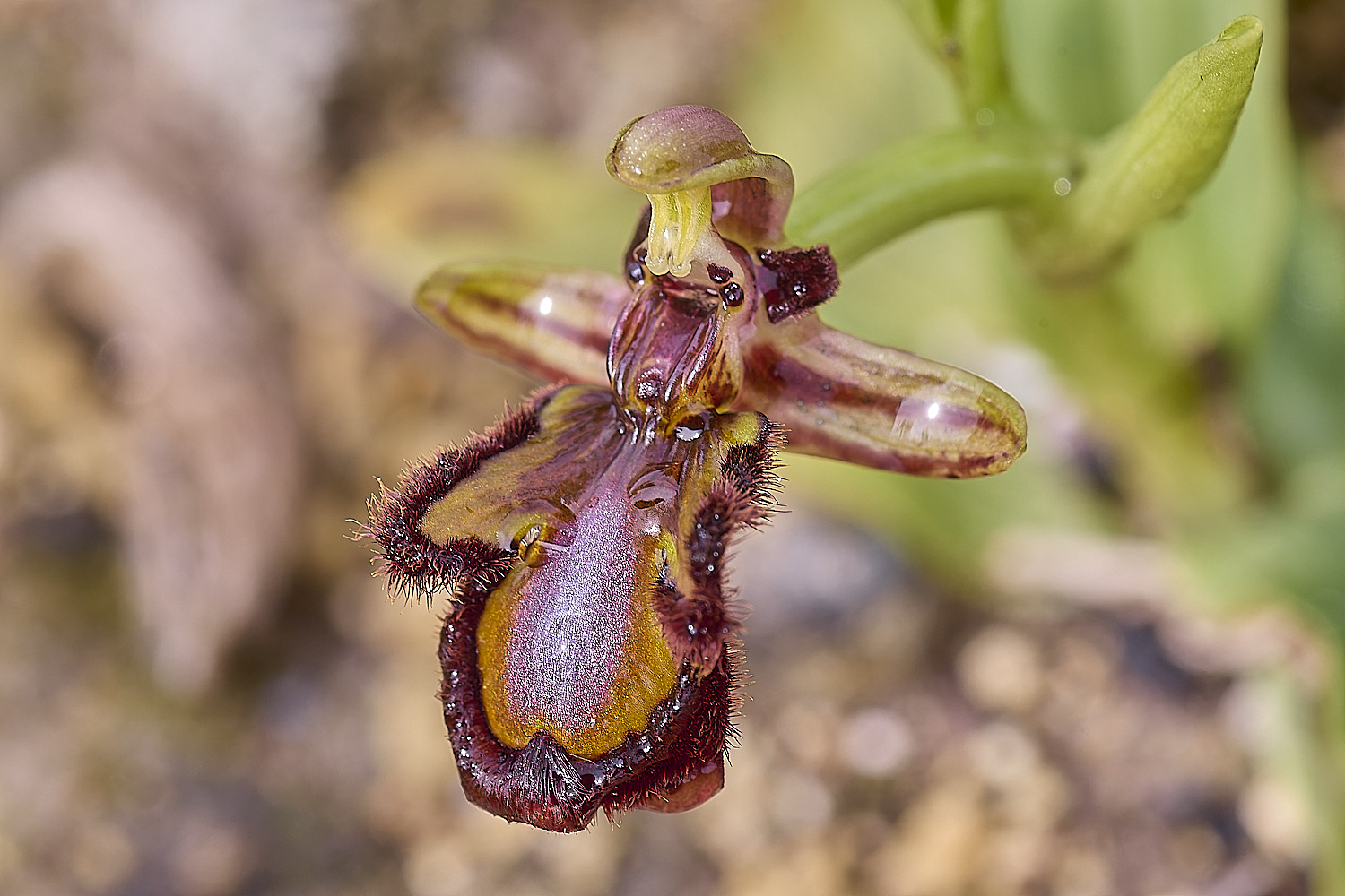 CSTVFlower31180325-2