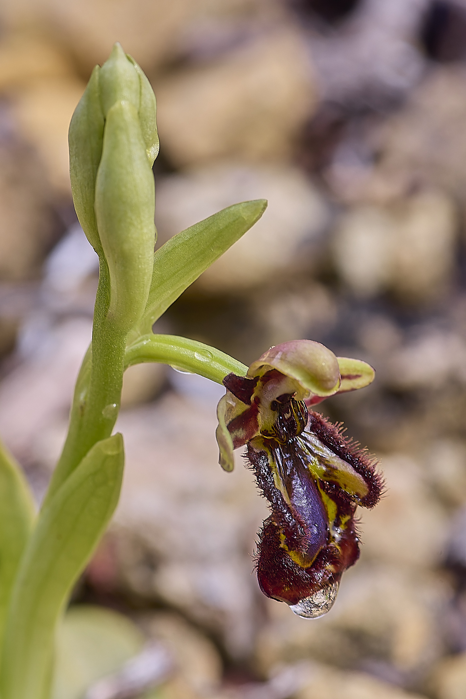 CSTVFlower31180325-3