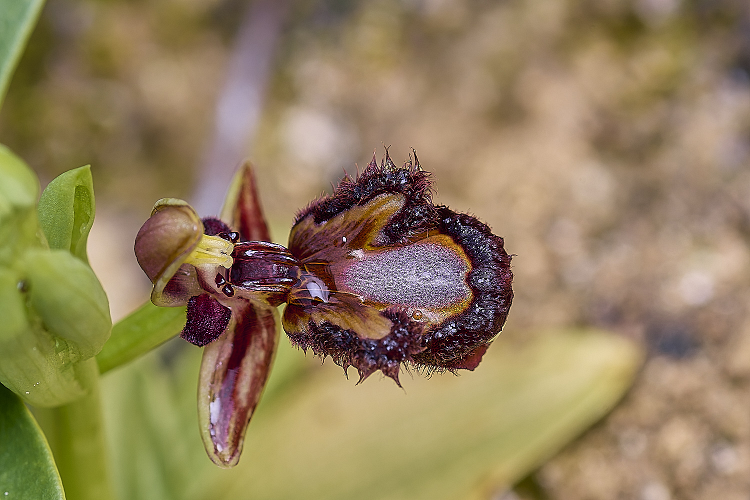 CSTVFlower31180325-4