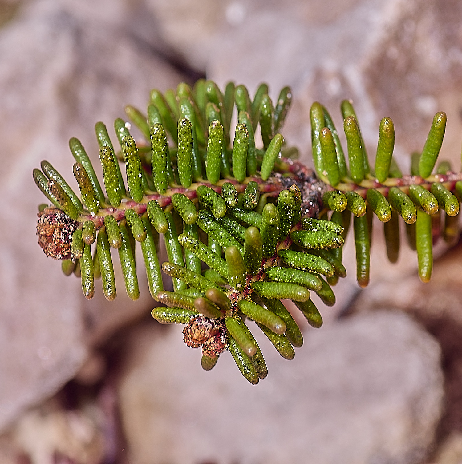 CSTVFlower32180325-1