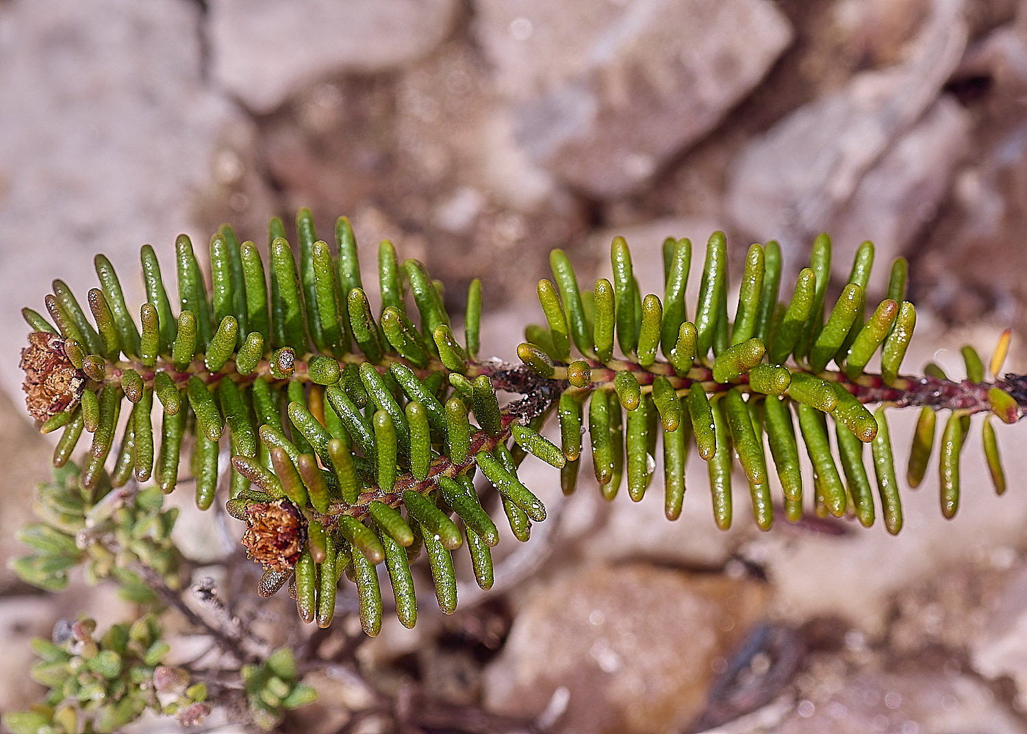 CSTVFlower32180325-2