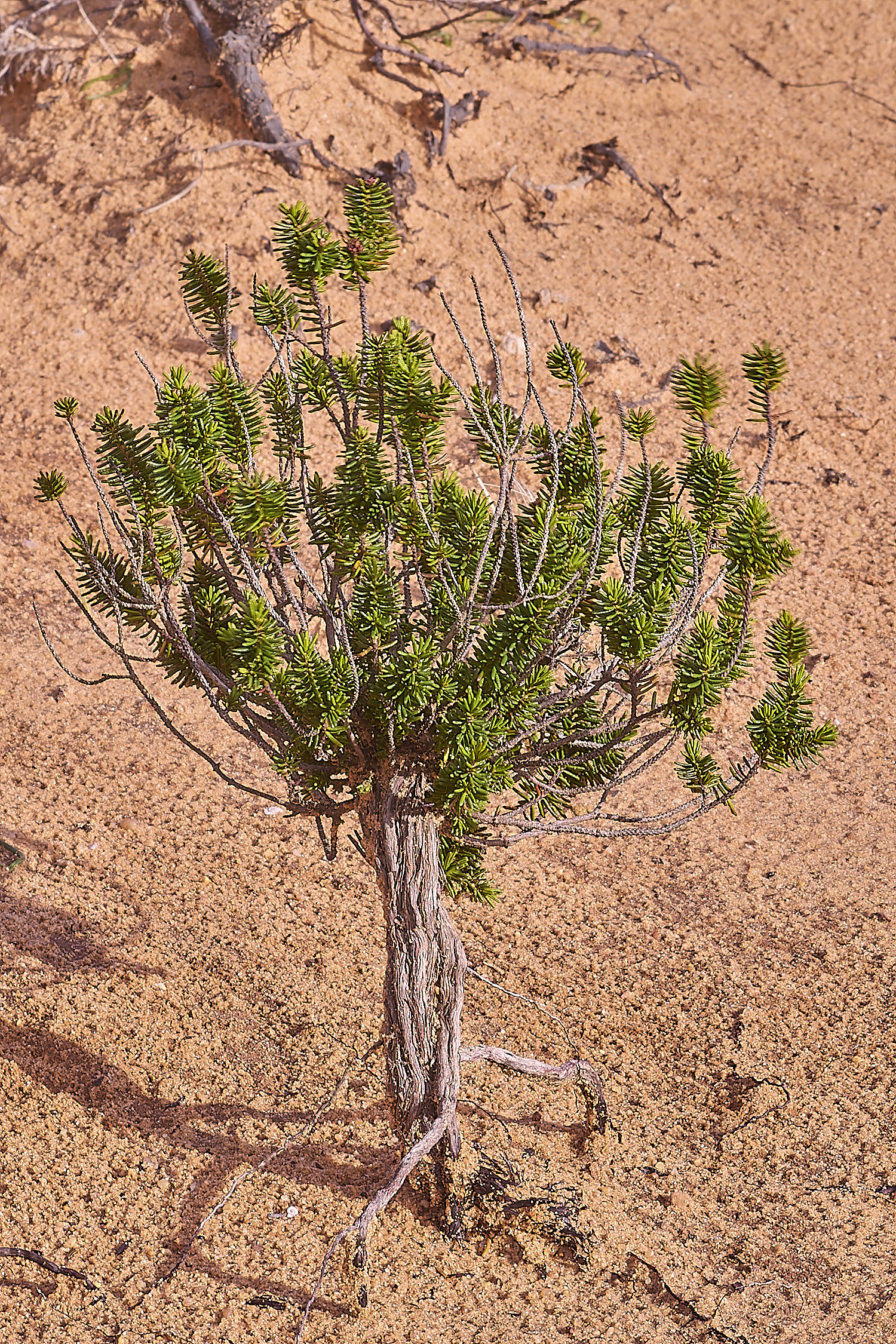 CSTVFlower32180325-3