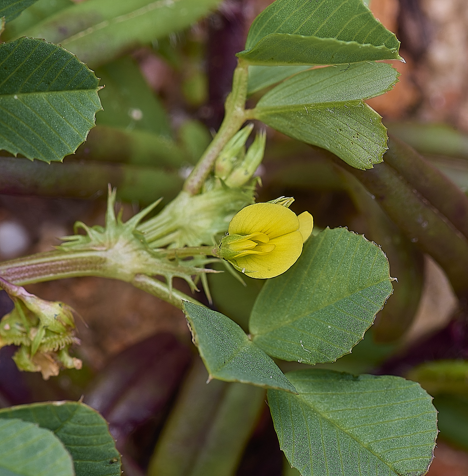 CSTVFlower33180325-1