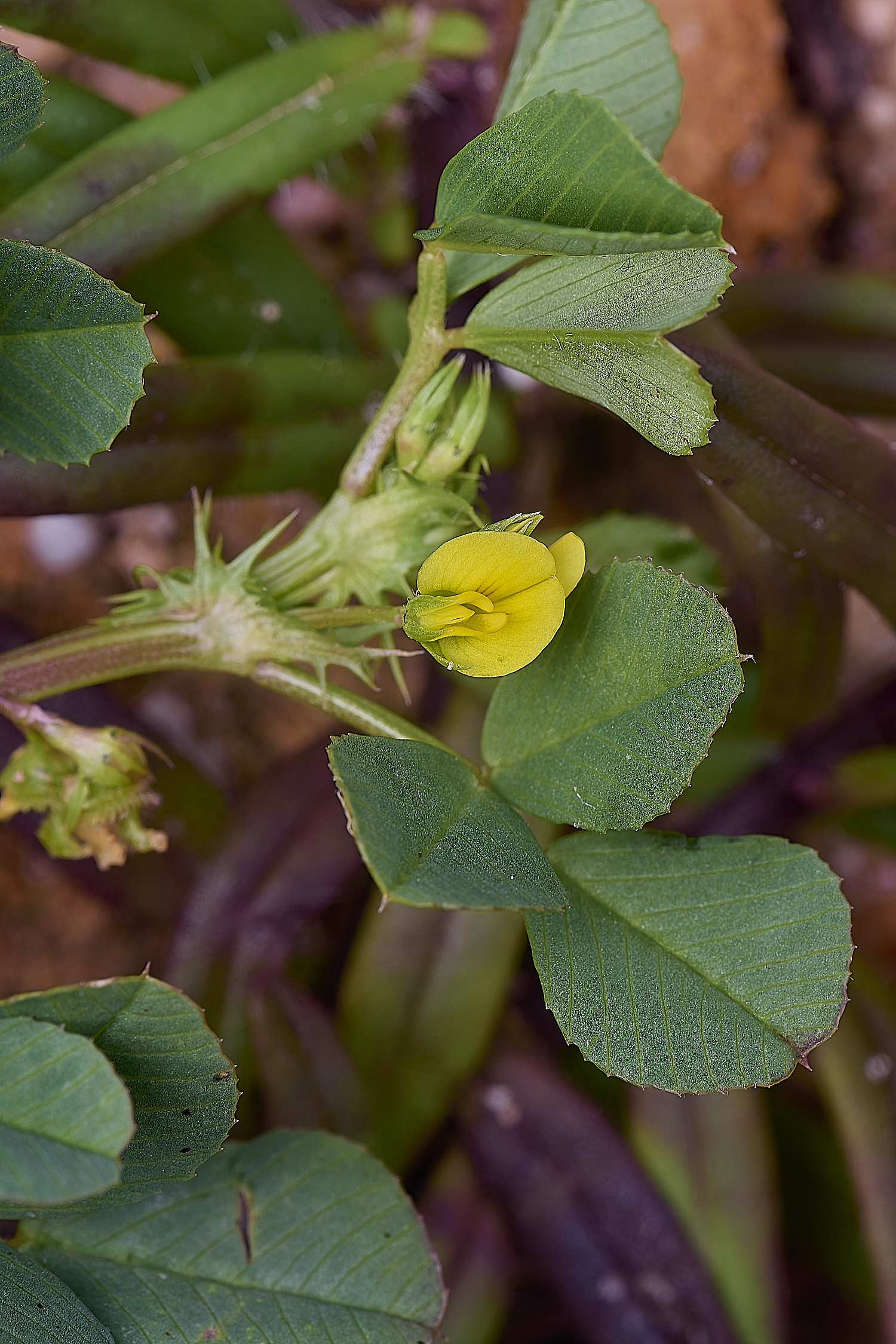 CSTVFlower33180325-2