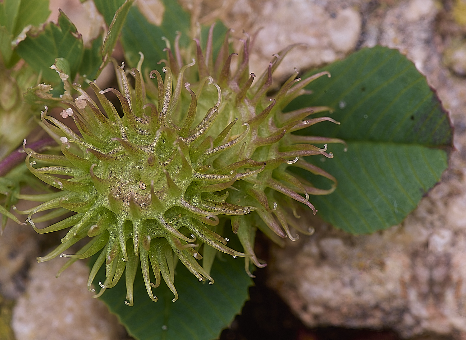 CSTVFlower33180325-3