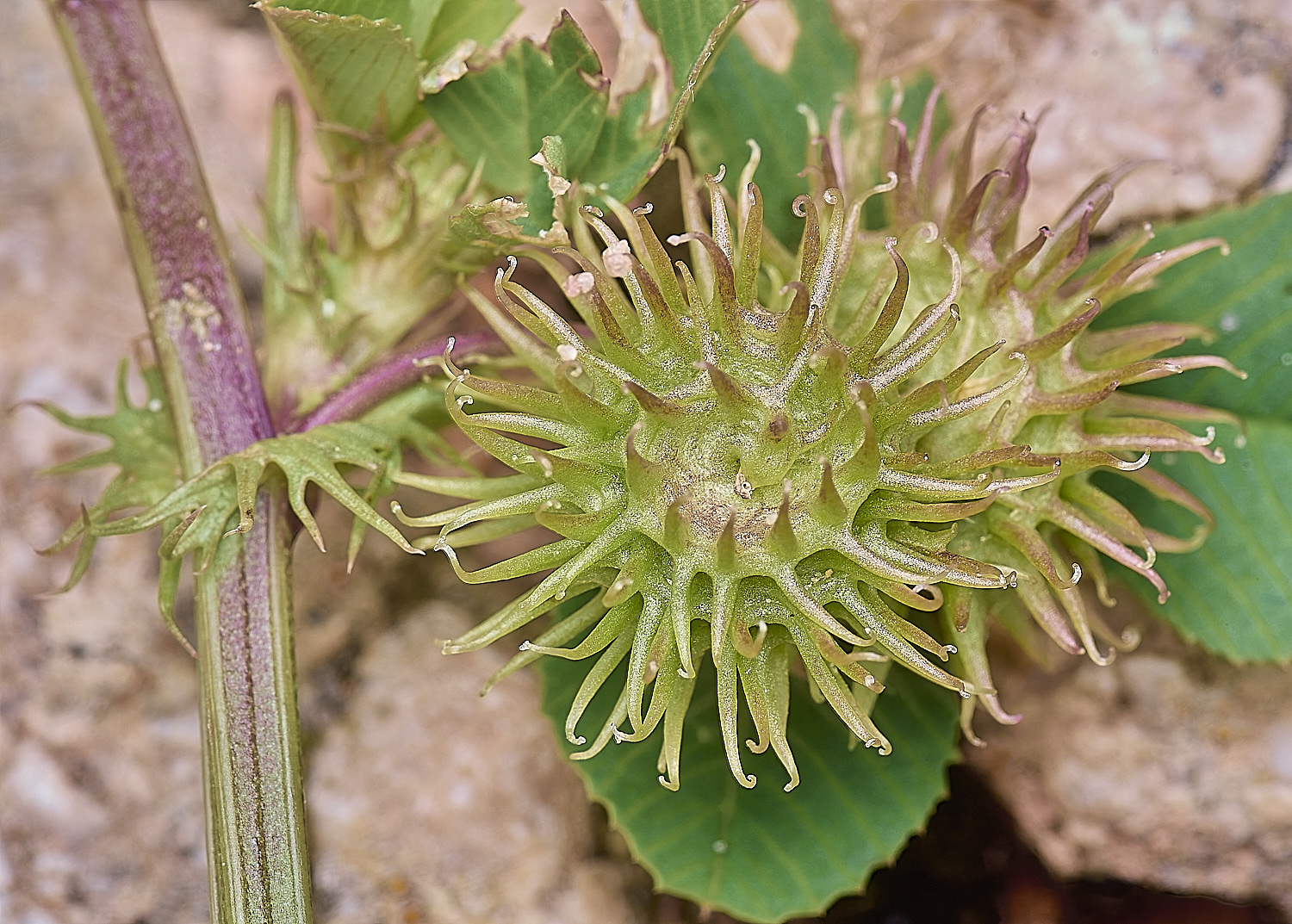 CSTVFlower33180325-4