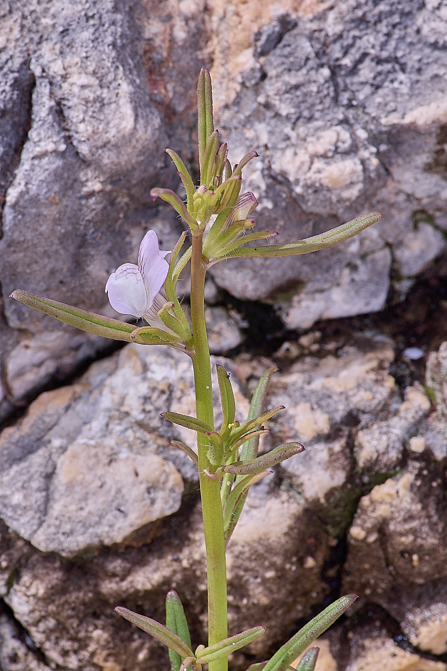 CSTVFlower34180325-1