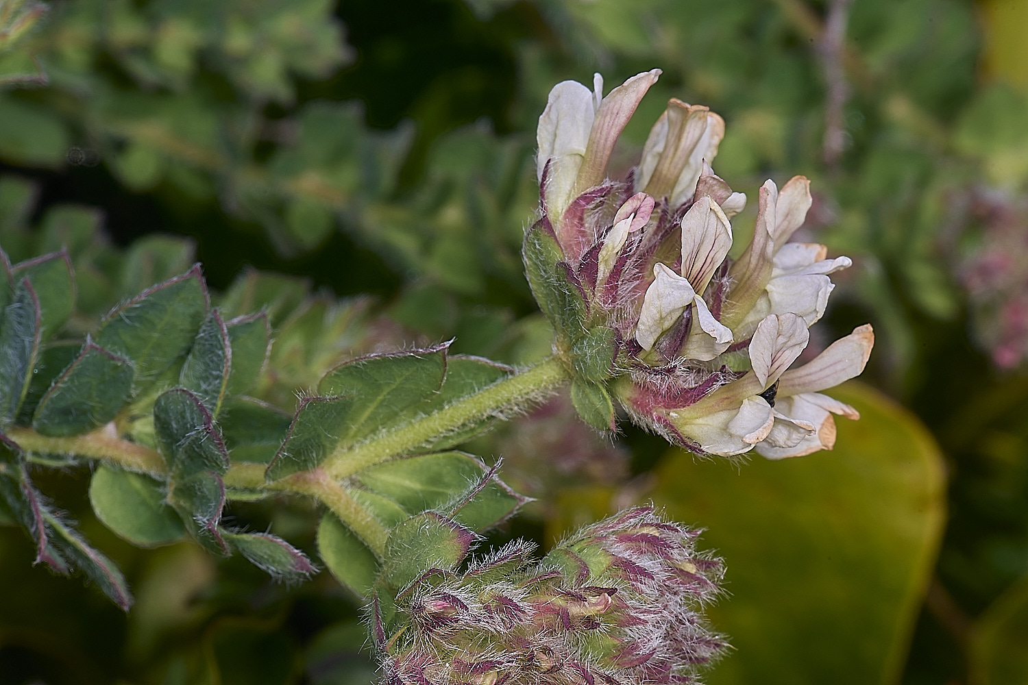 CSTVFlower35180325-1