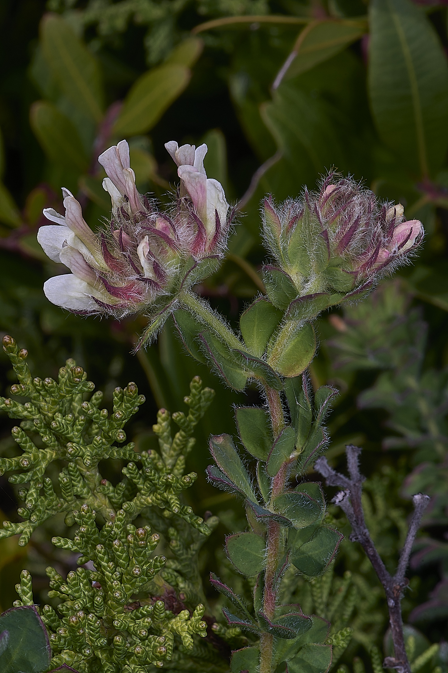 CSTVFlower35180325-2