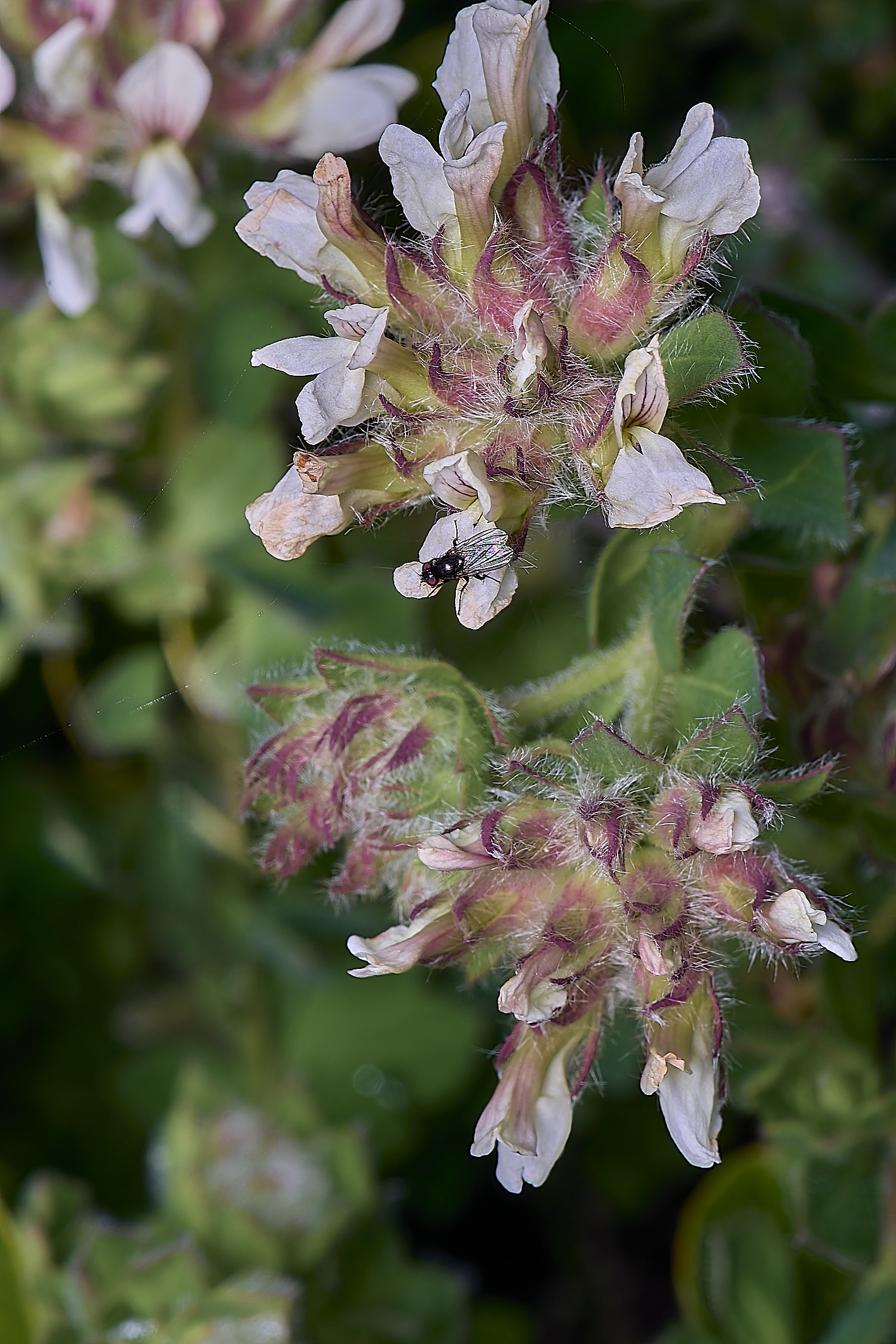 CSTVFlower35180325-3