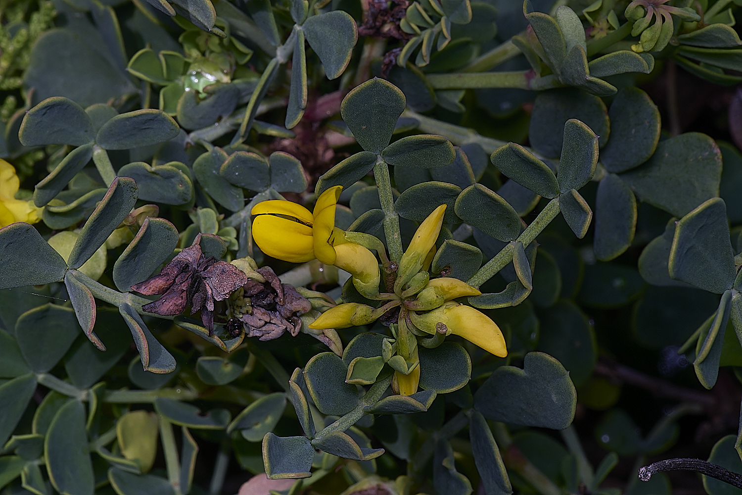 CSTVFlower36180325-1