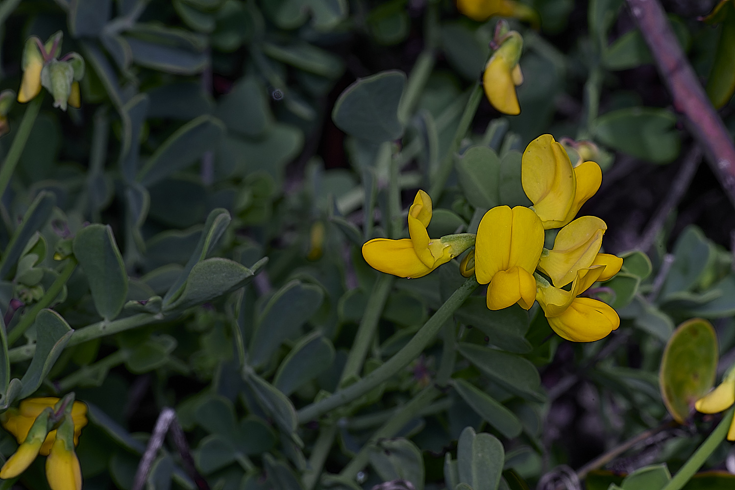 CSTVFlower36180325-2