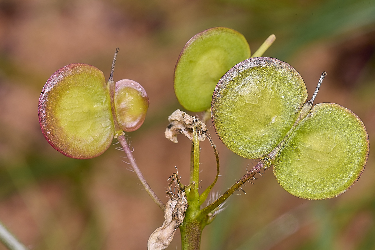 CSTVFlower37180325-1