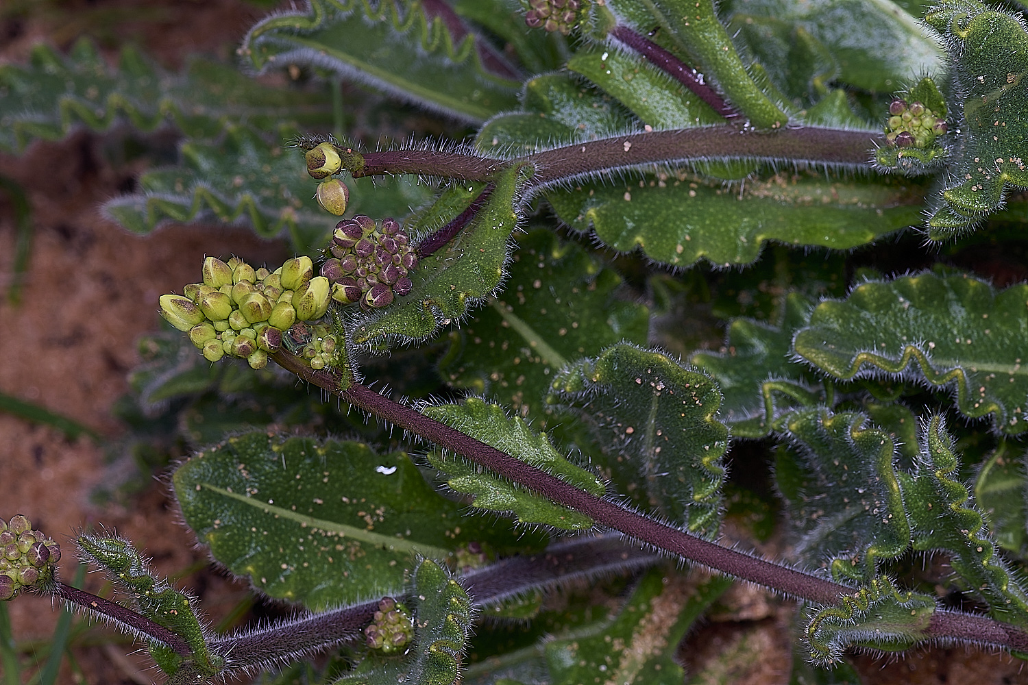 CSTVFlower37180325-2