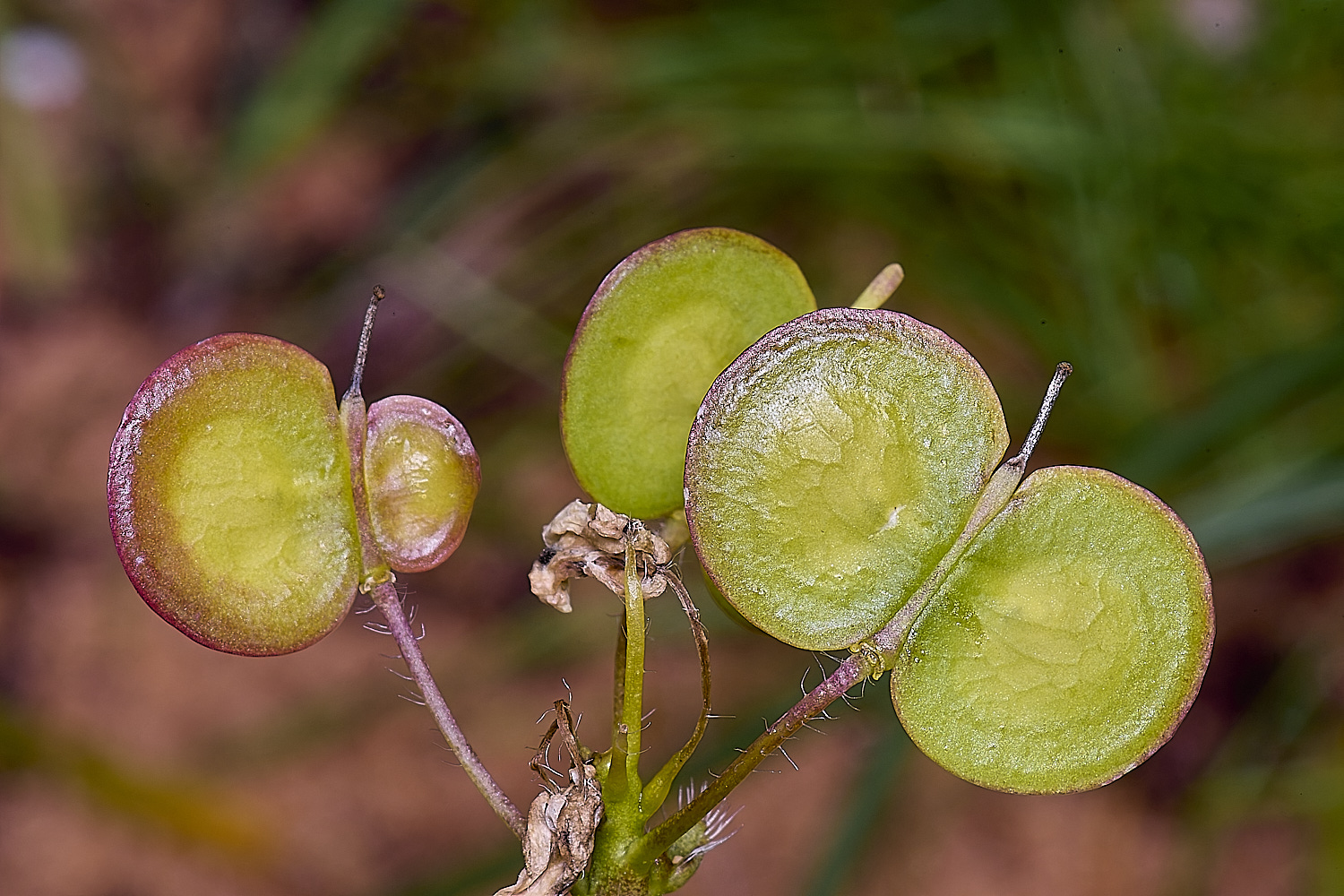 CSTVFlower37180325-4