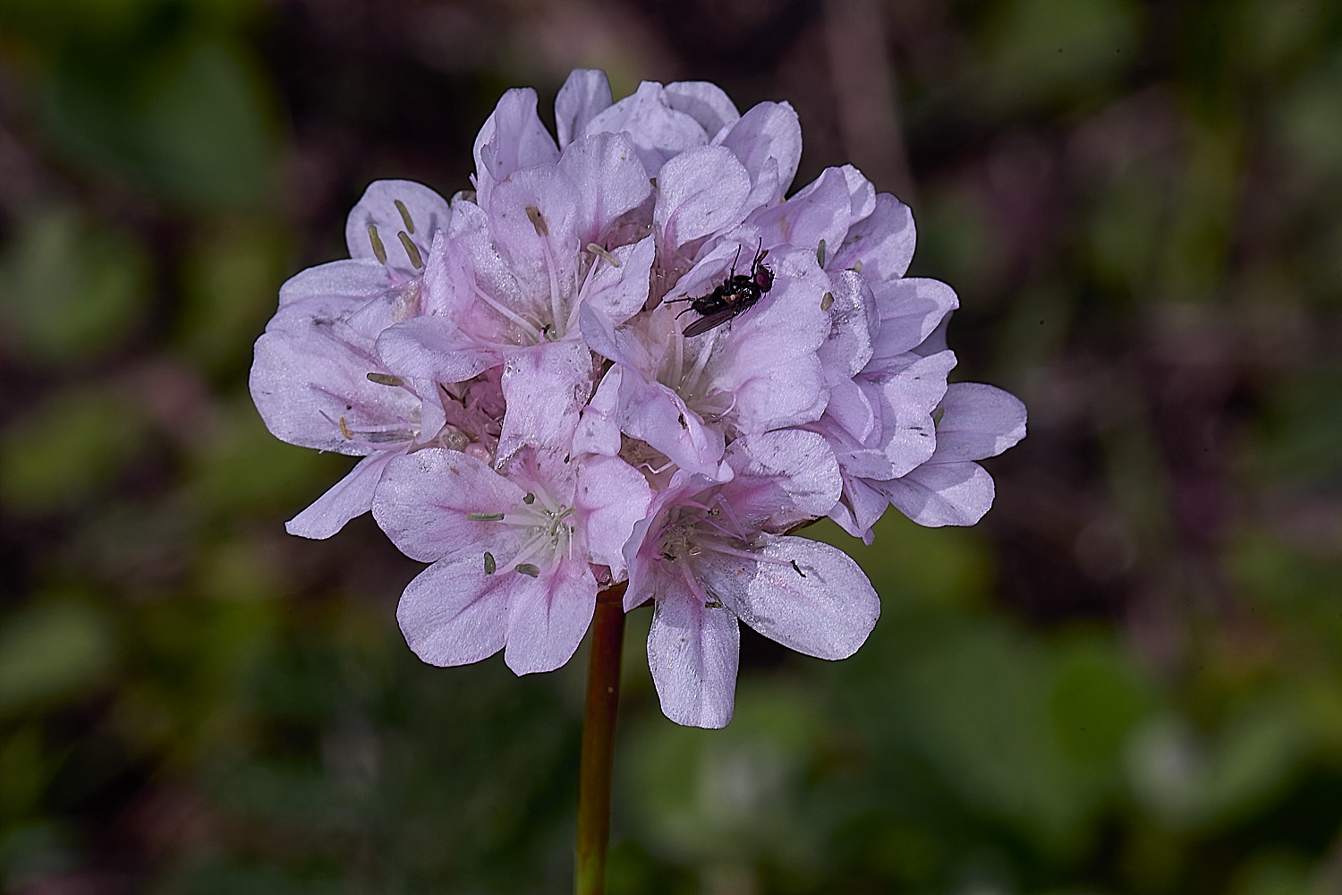 CSTVFlower38180325-1