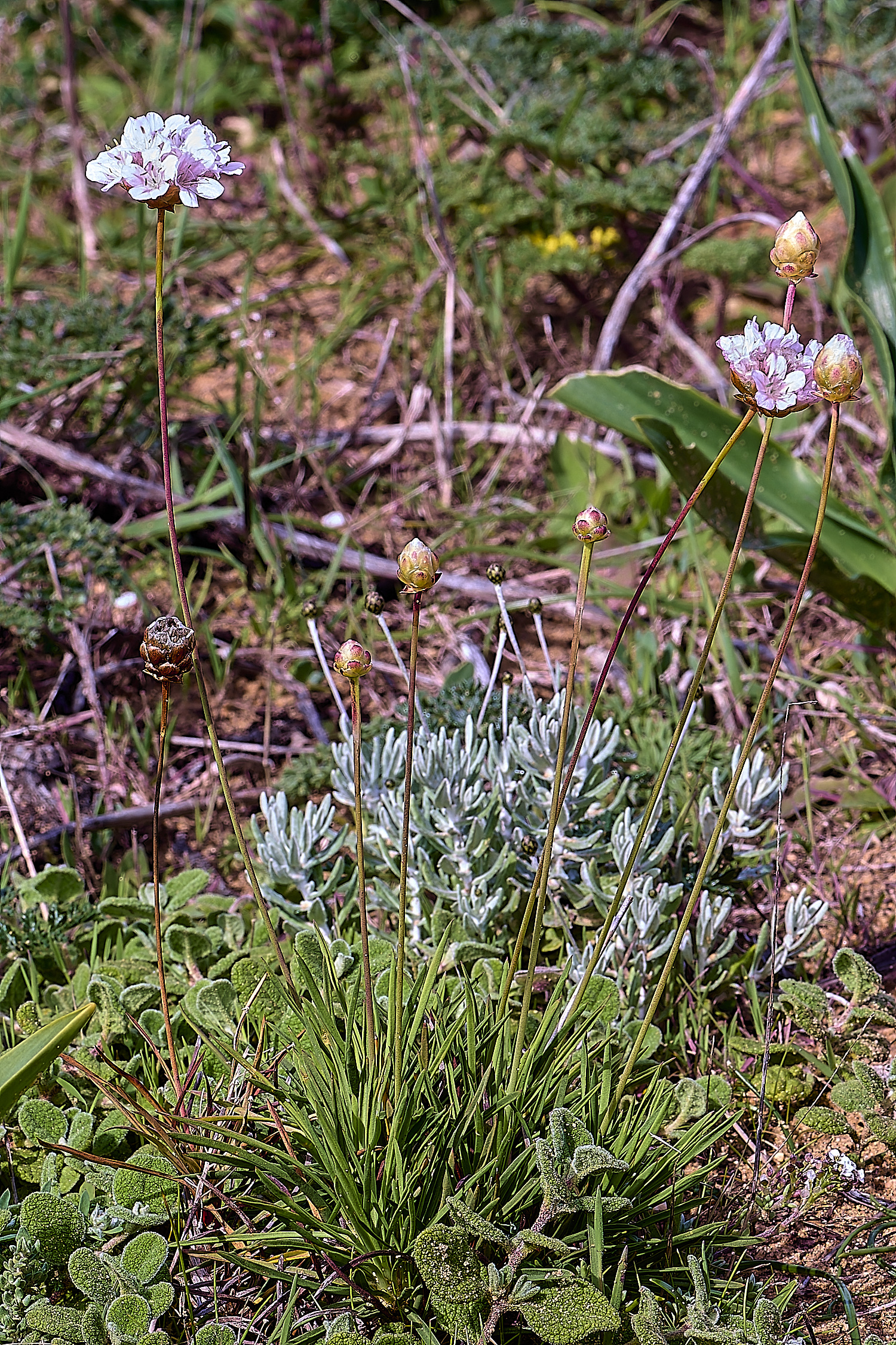 CSTVFlower38180325-2