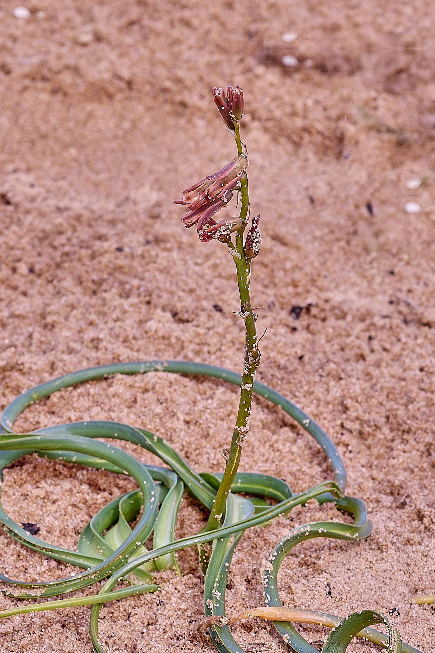 CSTVFlower39180325-1