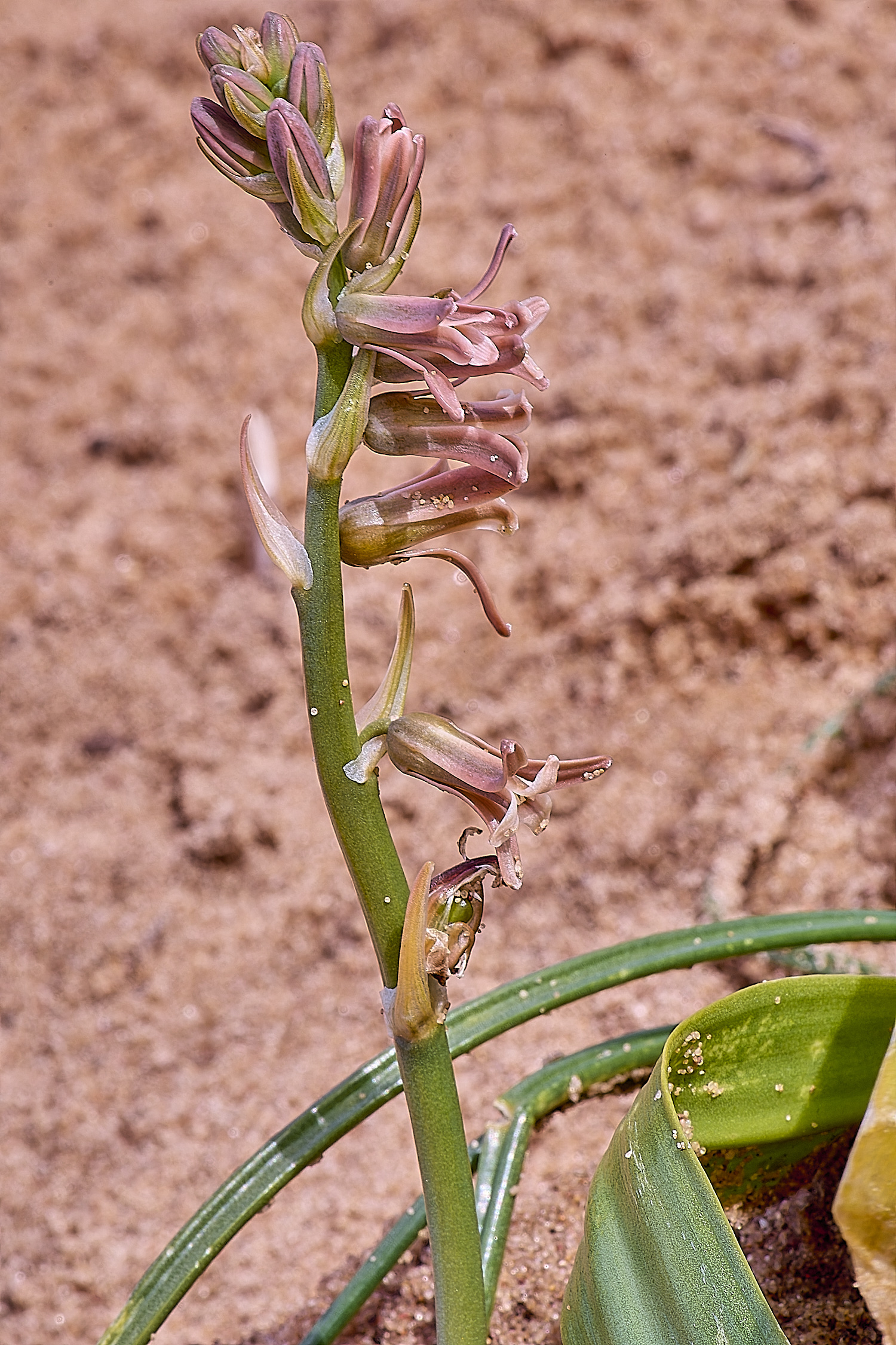 CSTVFlower39180325-2