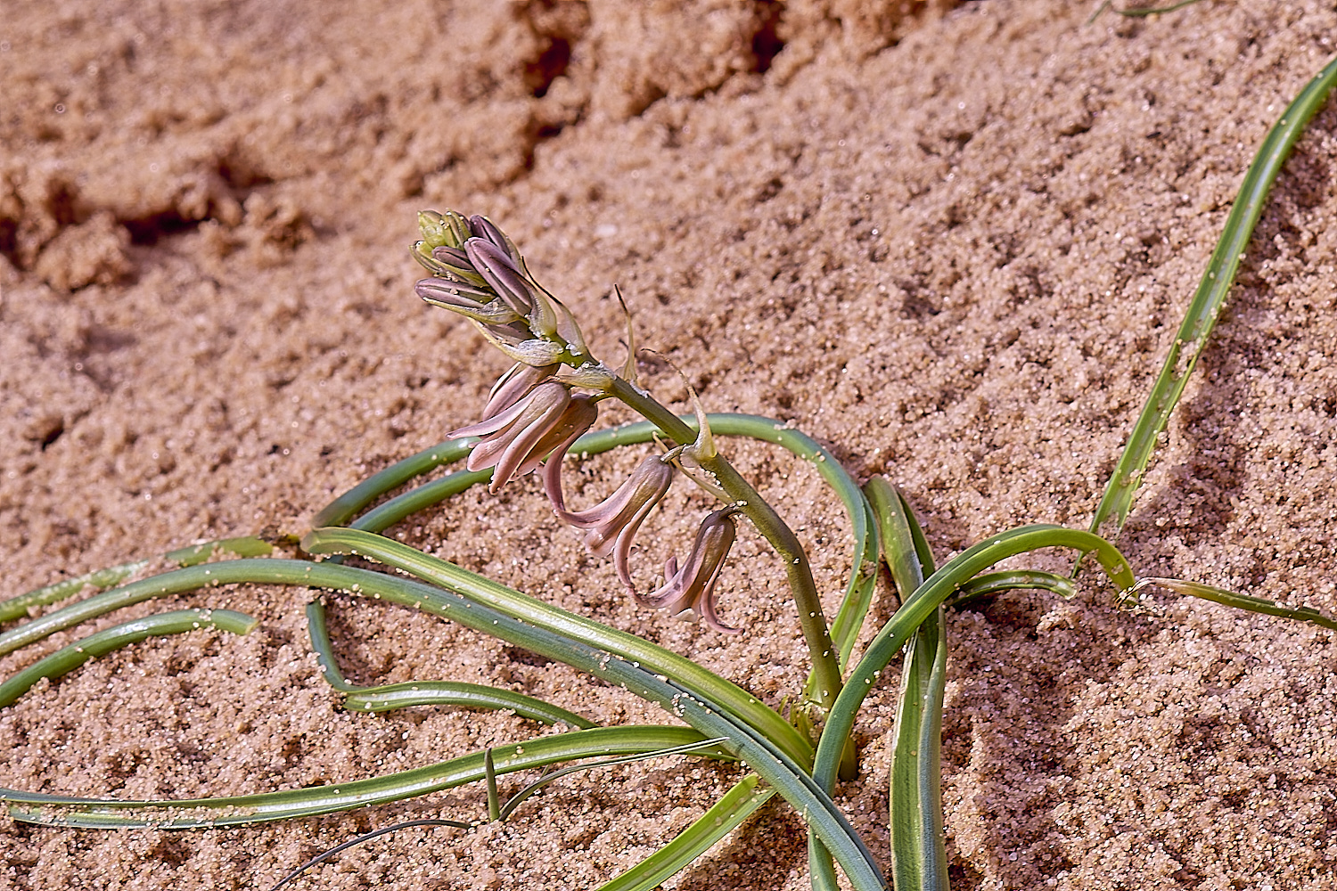 CSTVFlower39180325-3