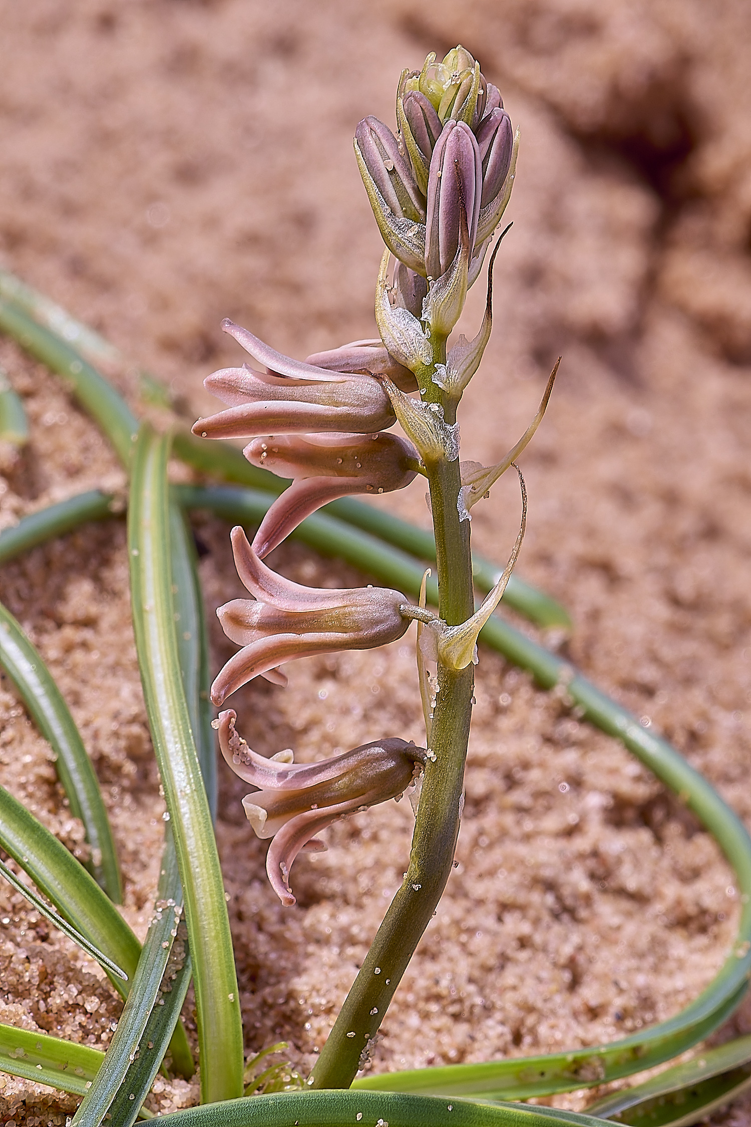 CSTVFlower39180325-5