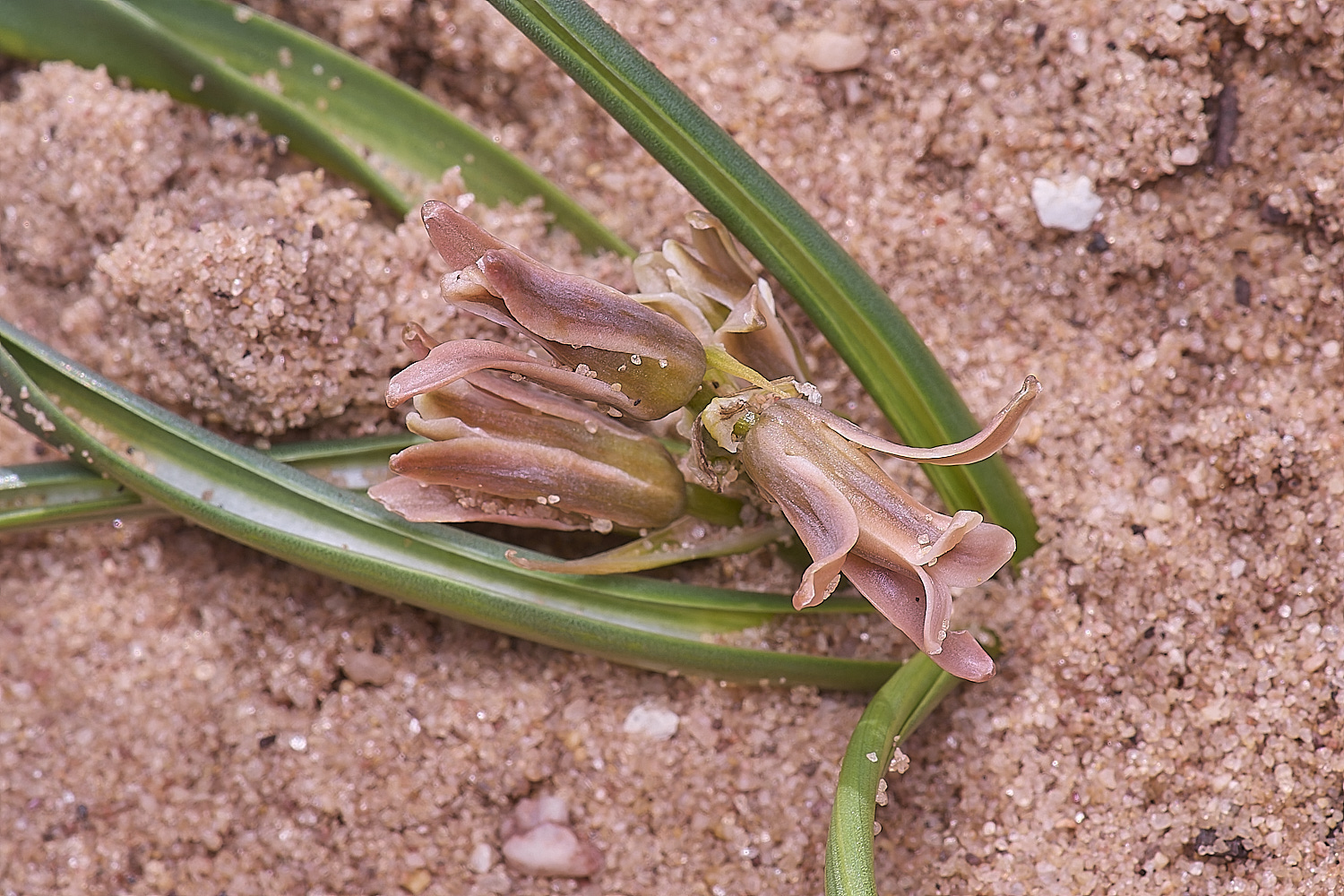 CSTVFlower39180325-6