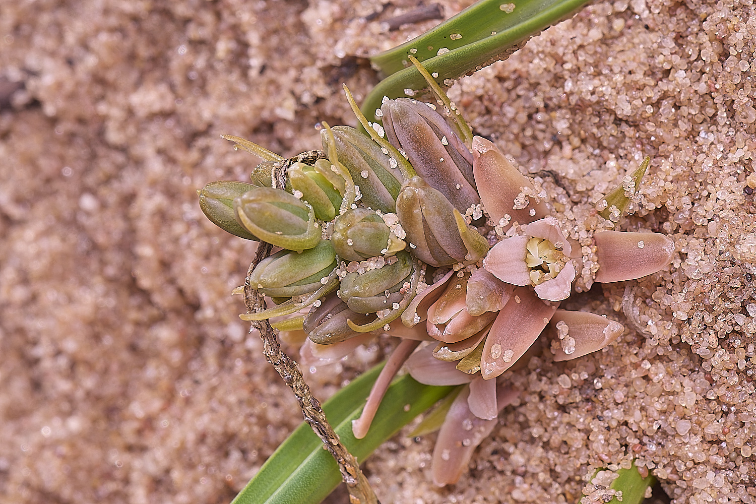 CSTVFlower39180325-7