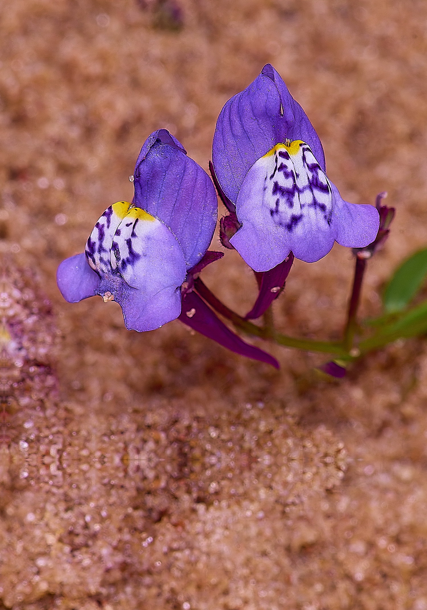 CSTVFlower40180325-1