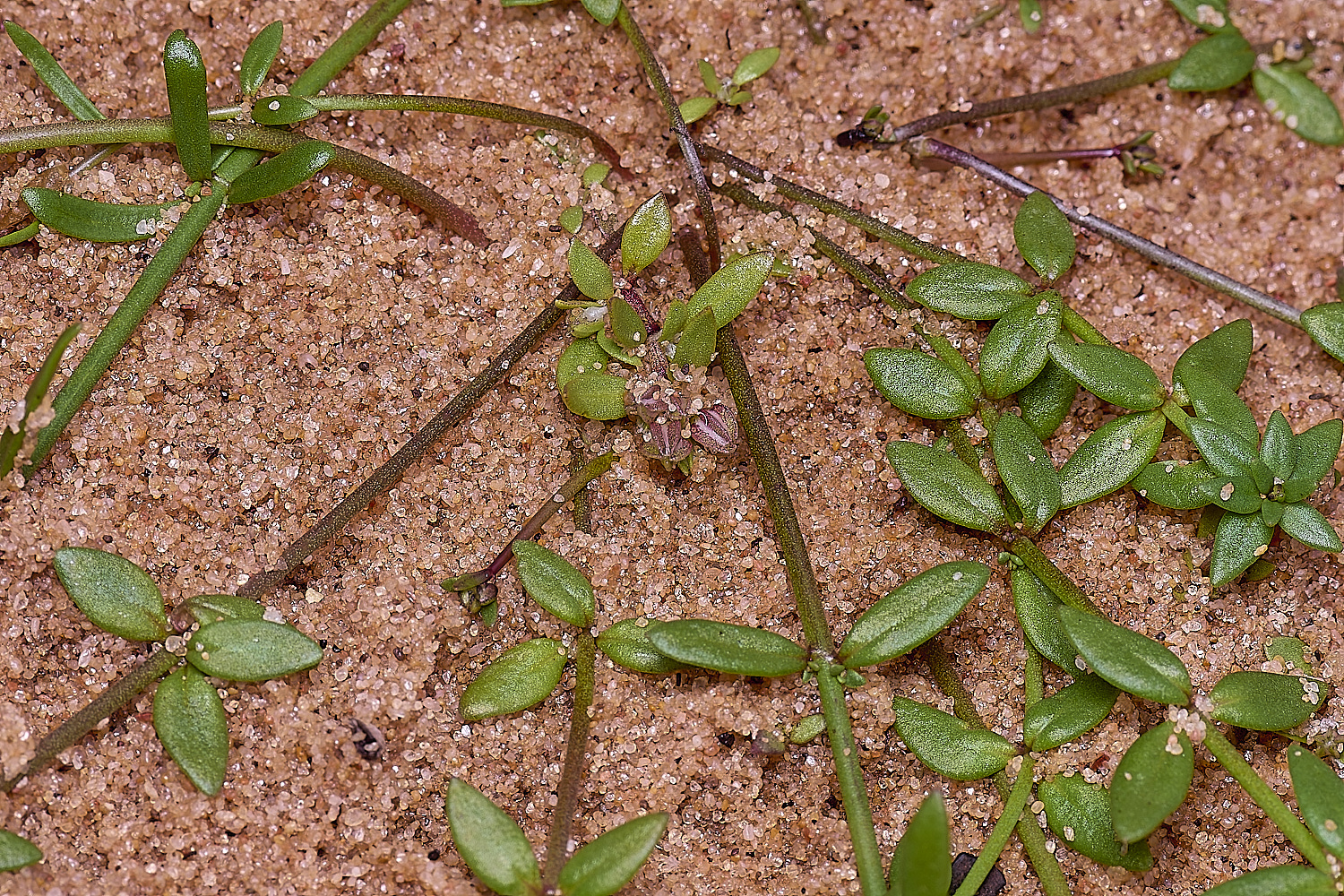 CSTVFlower40180325-2