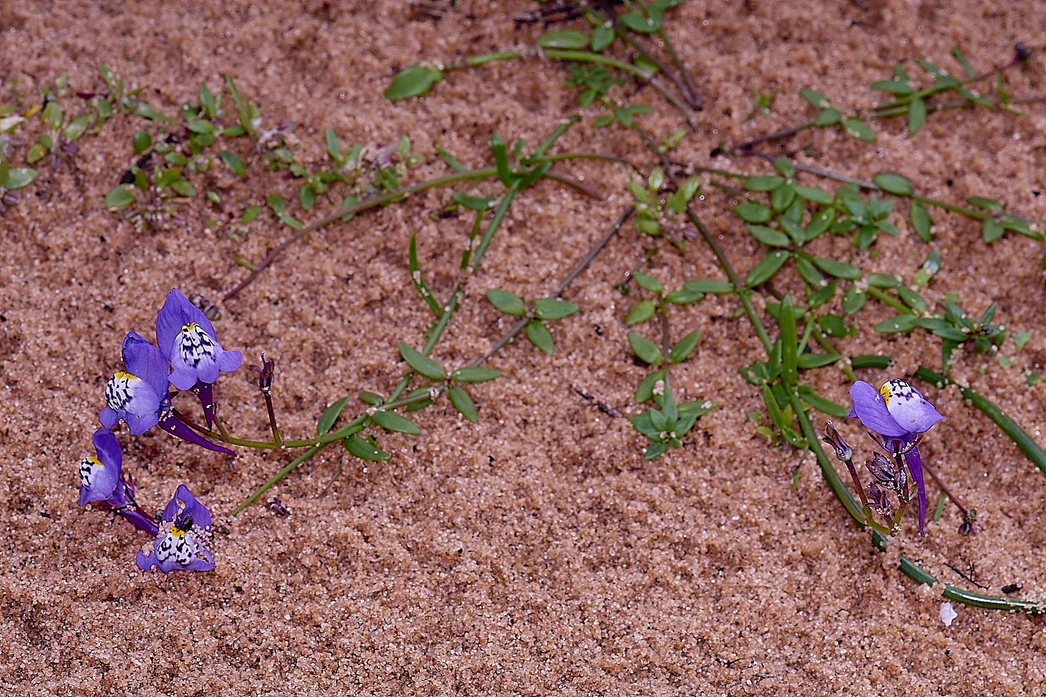 CSTVFlower40180325-3