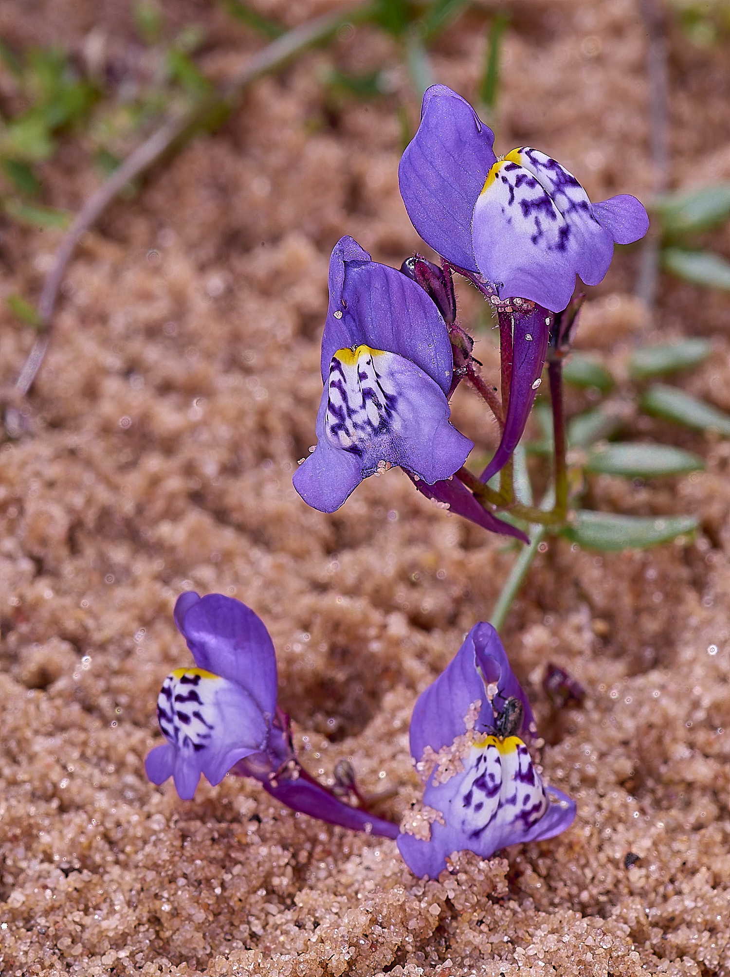 CSTVFlower40180325-4