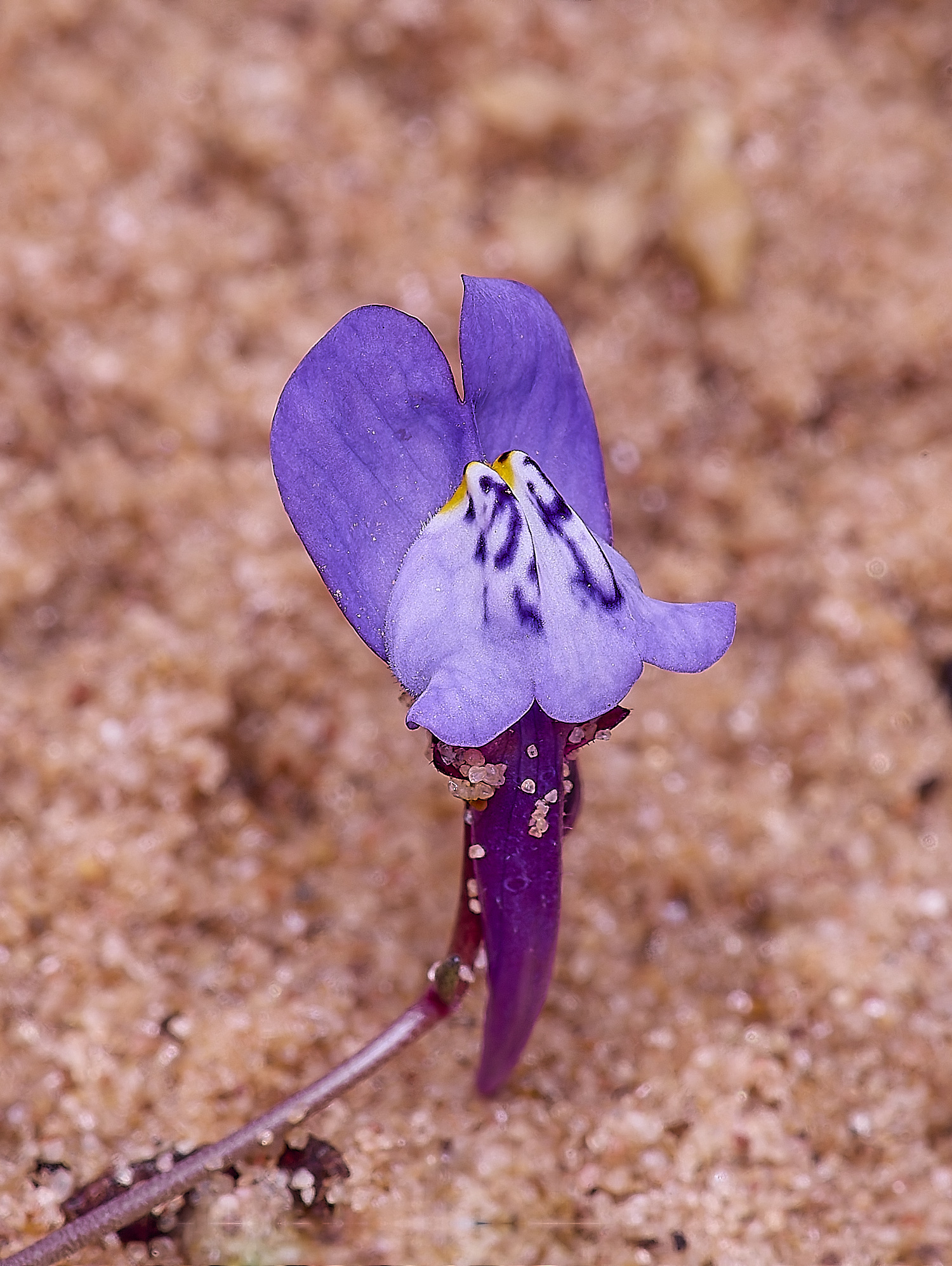 CSTVFlower40180325-5