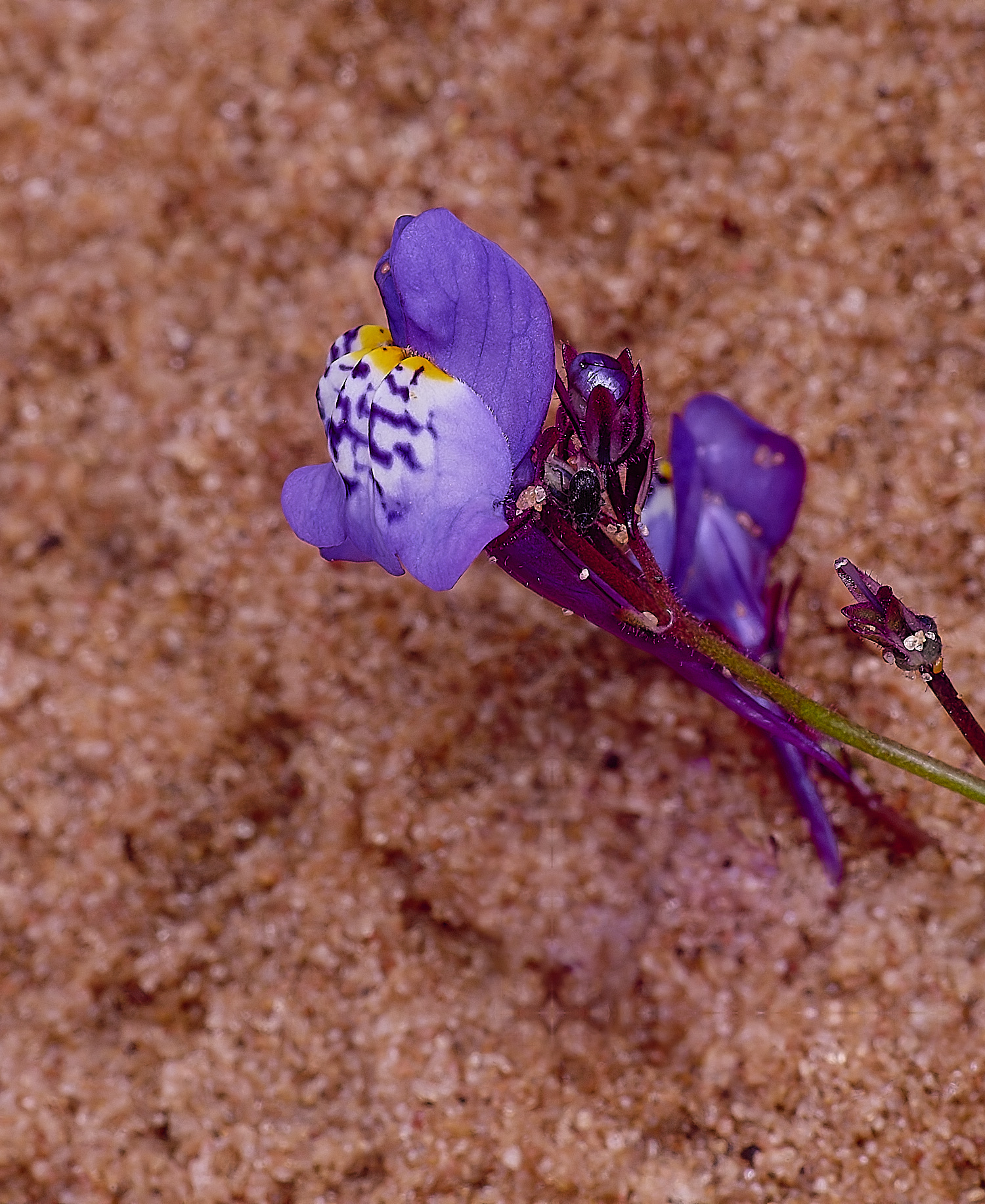 CSTVFlower40180325-6