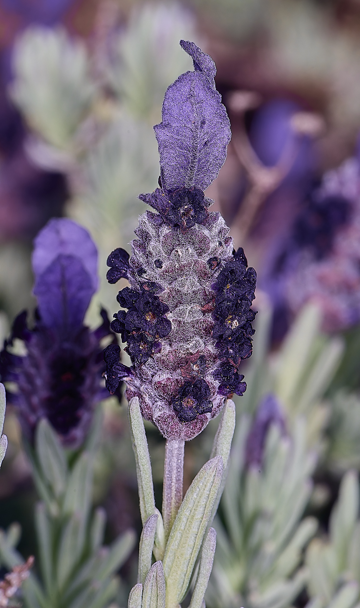 CSTVFlower42180325-1