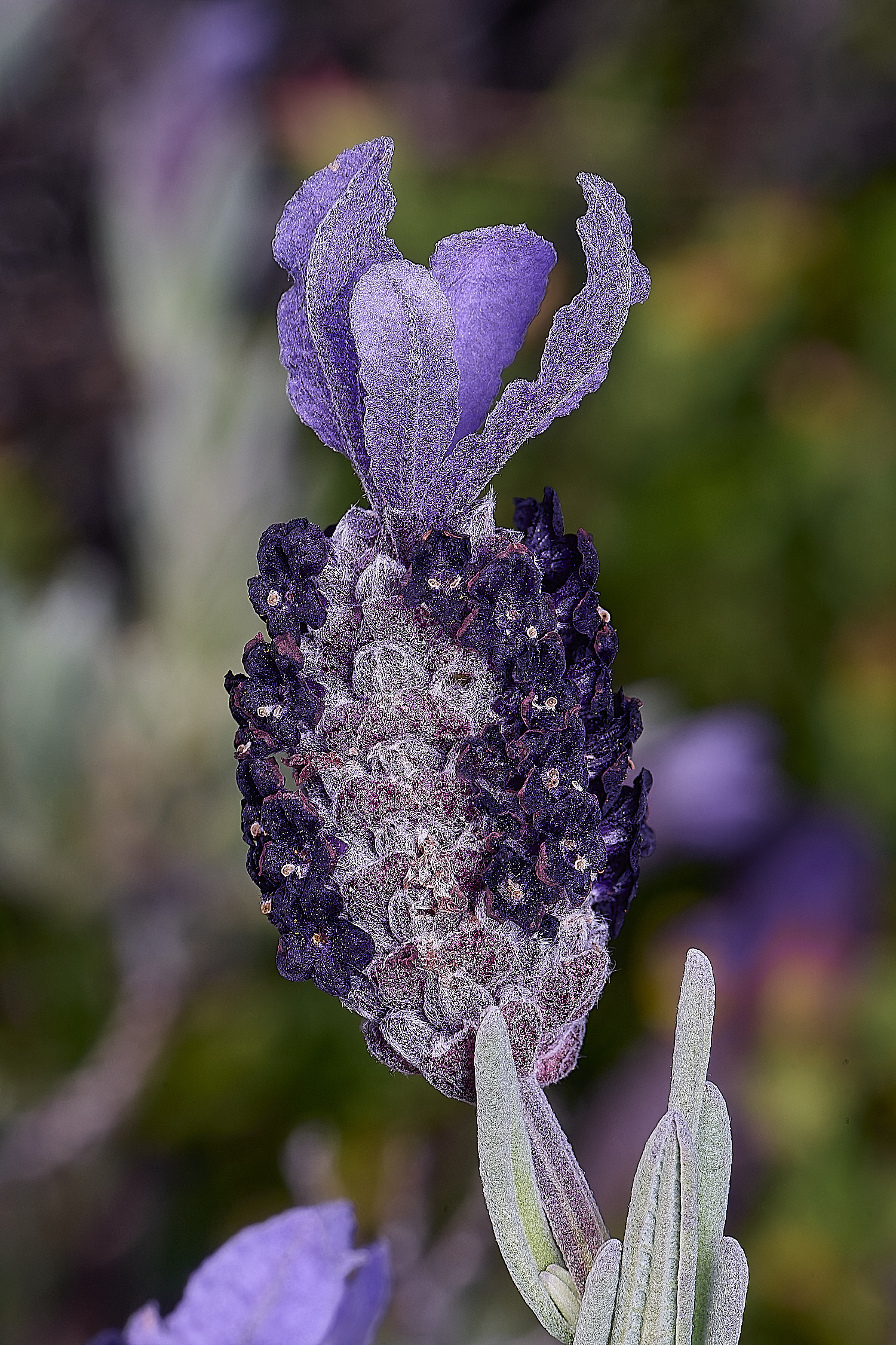 CSTVFlower42180325-2