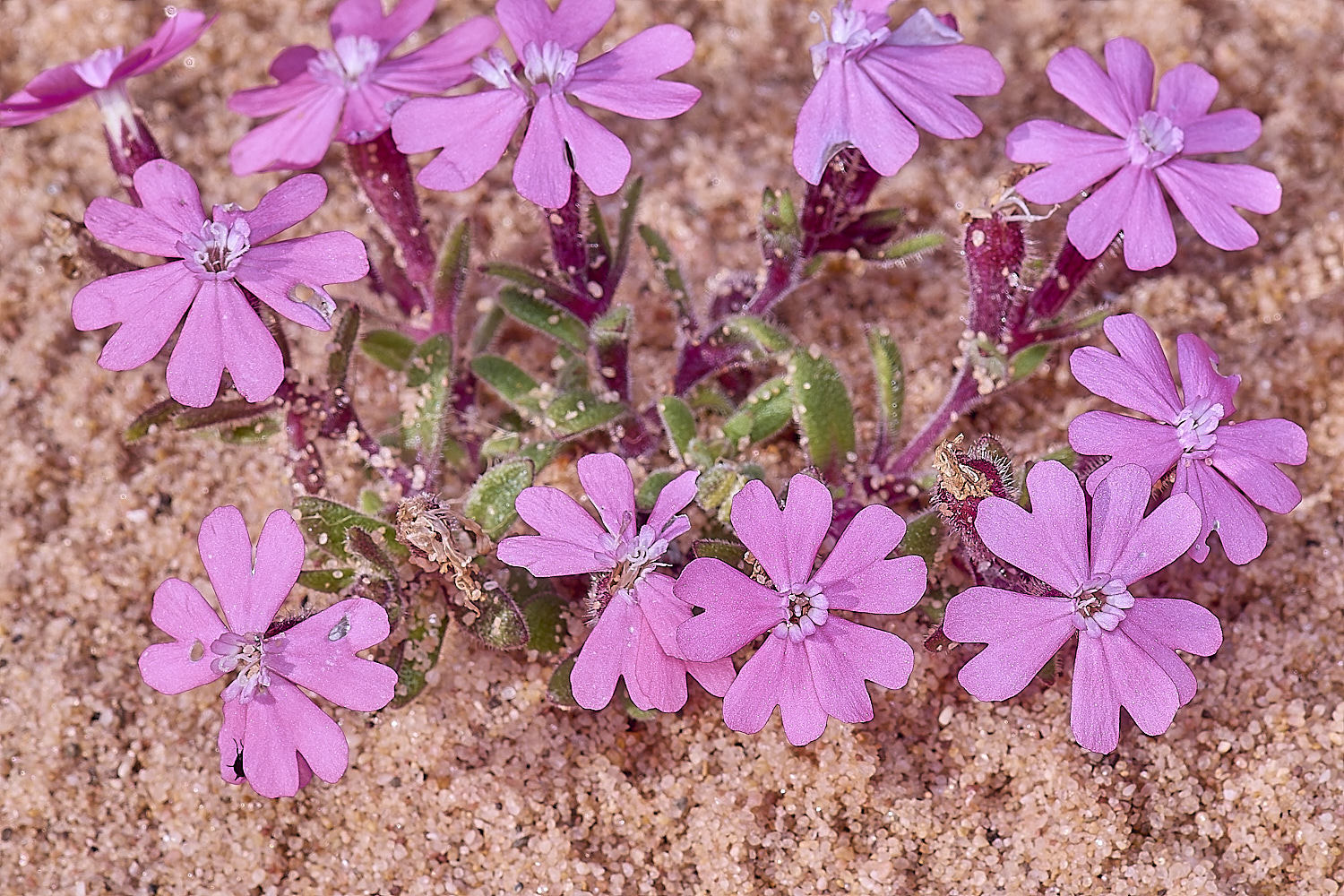 CSTVFlower43180325-1