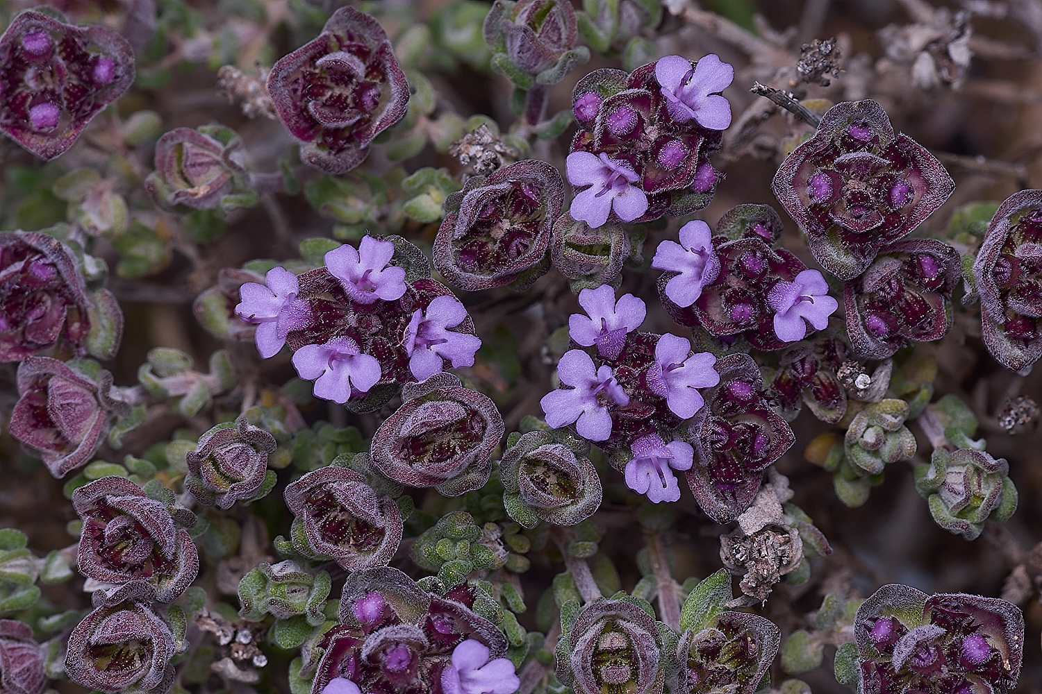 CSTVFlower44180325-1