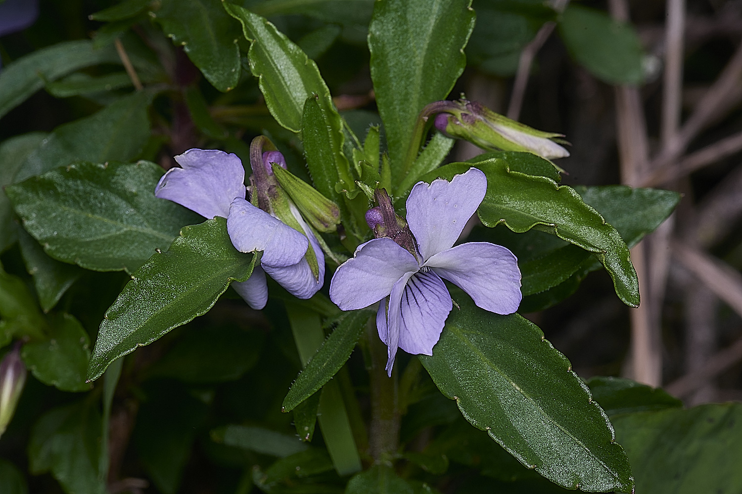 CSTVFlower45180325-1