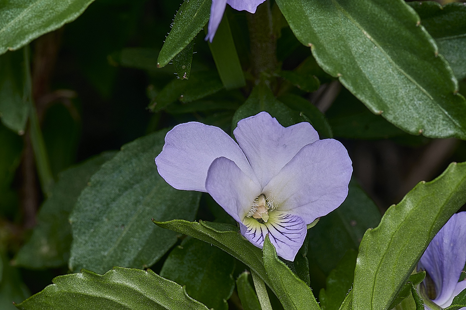 CSTVFlower45180325-2