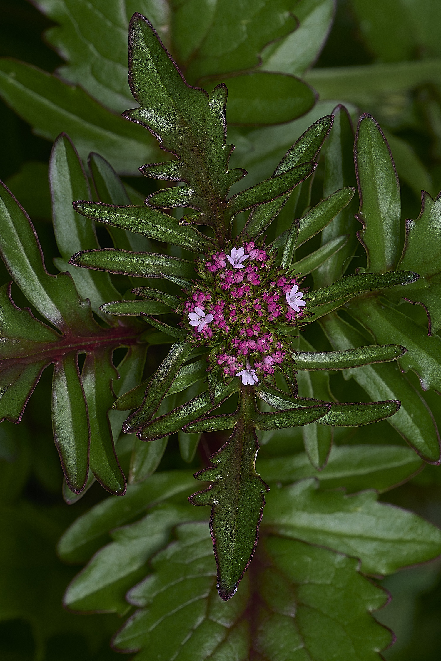 CSTVFlower46180325-1