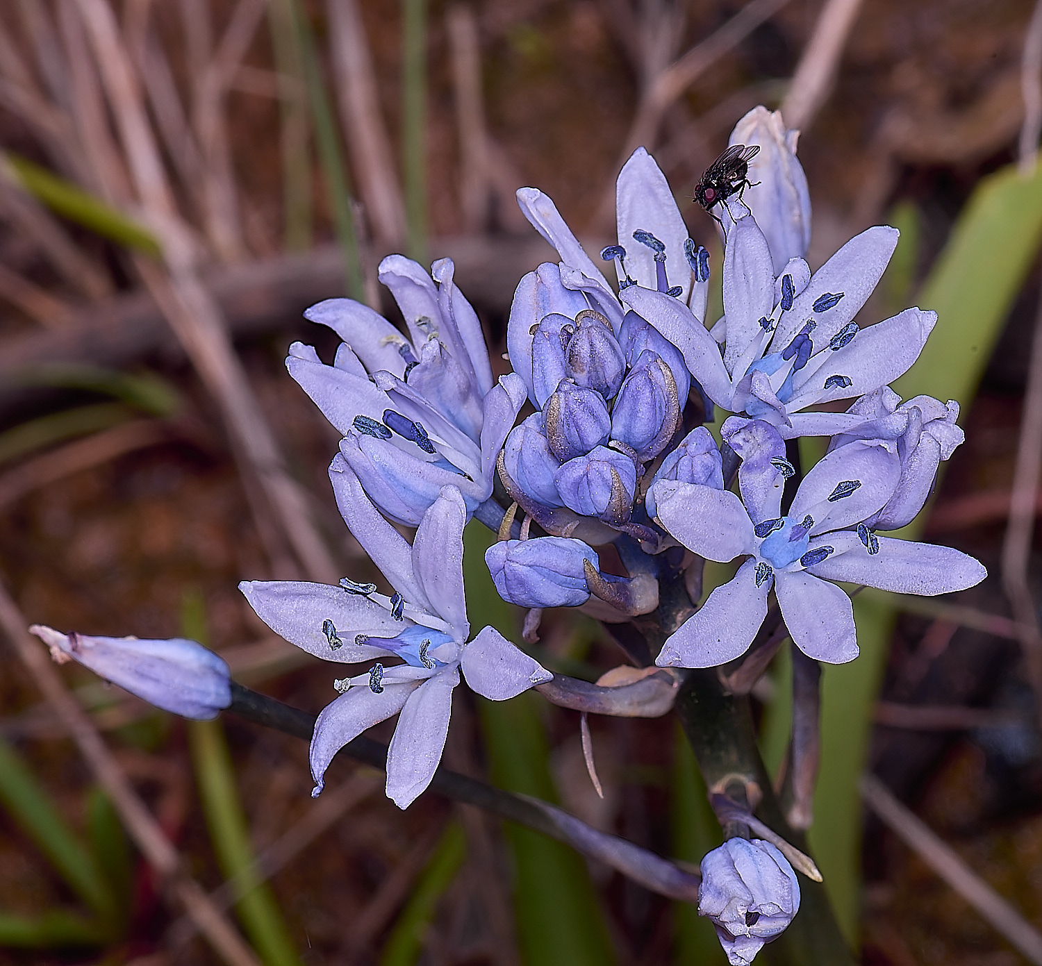 CSTVFlower47180325-1