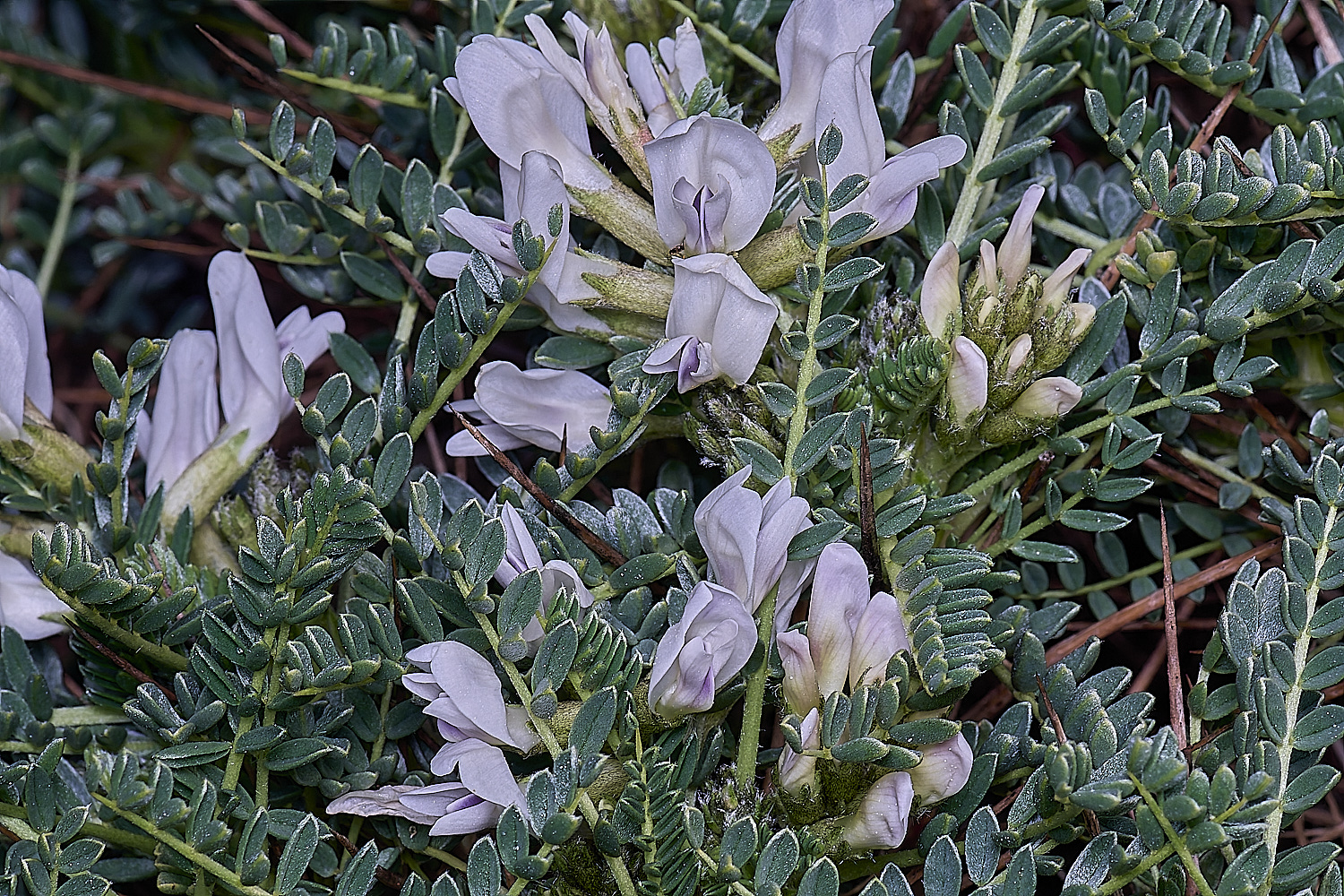 CSTVFlower48180325-1