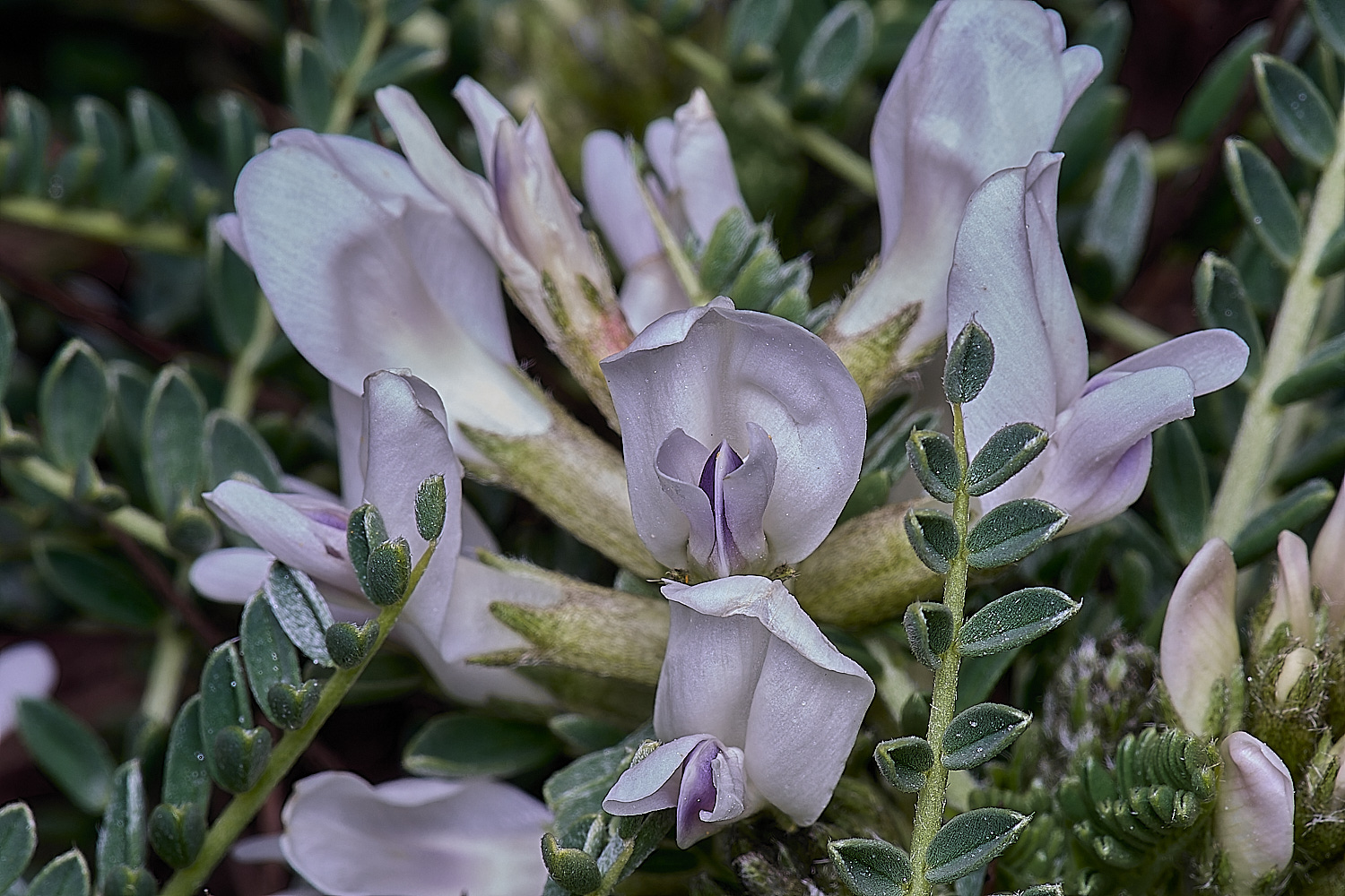 CSTVFlower48180325-2