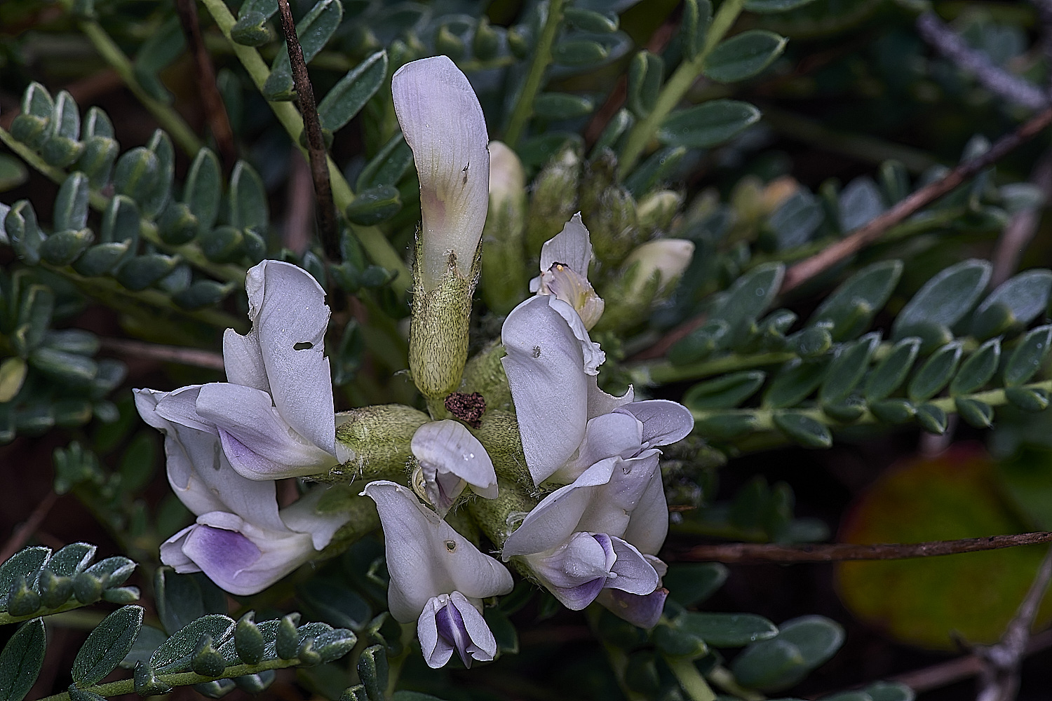 CSTVFlower48180325-3