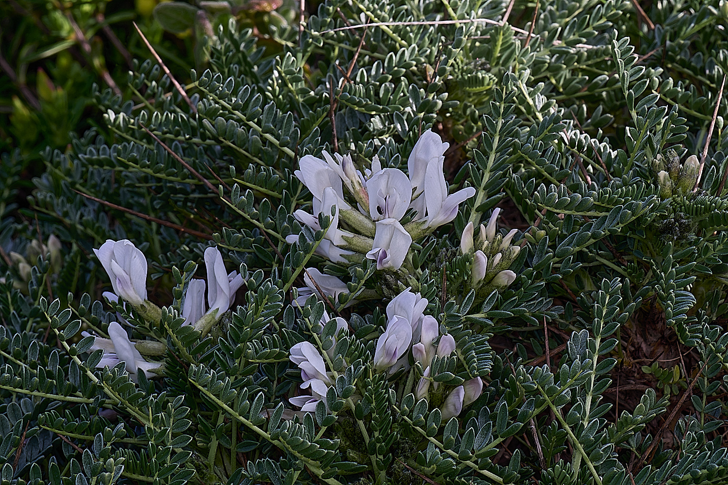 CSTVFlower48180325-4