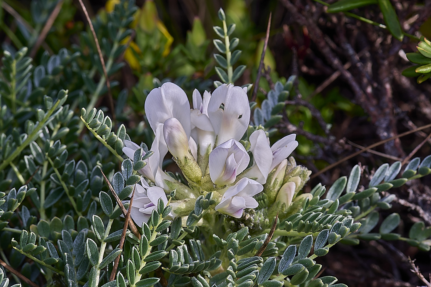 CSTVFlower48180325-5