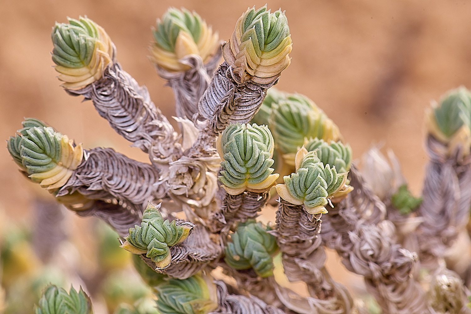 CSTVFlower49180325-1