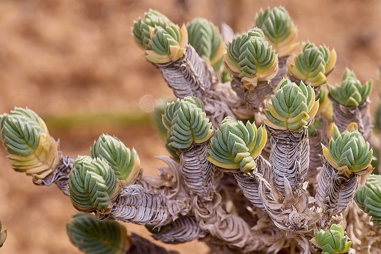 CSTVFlower49180325-2