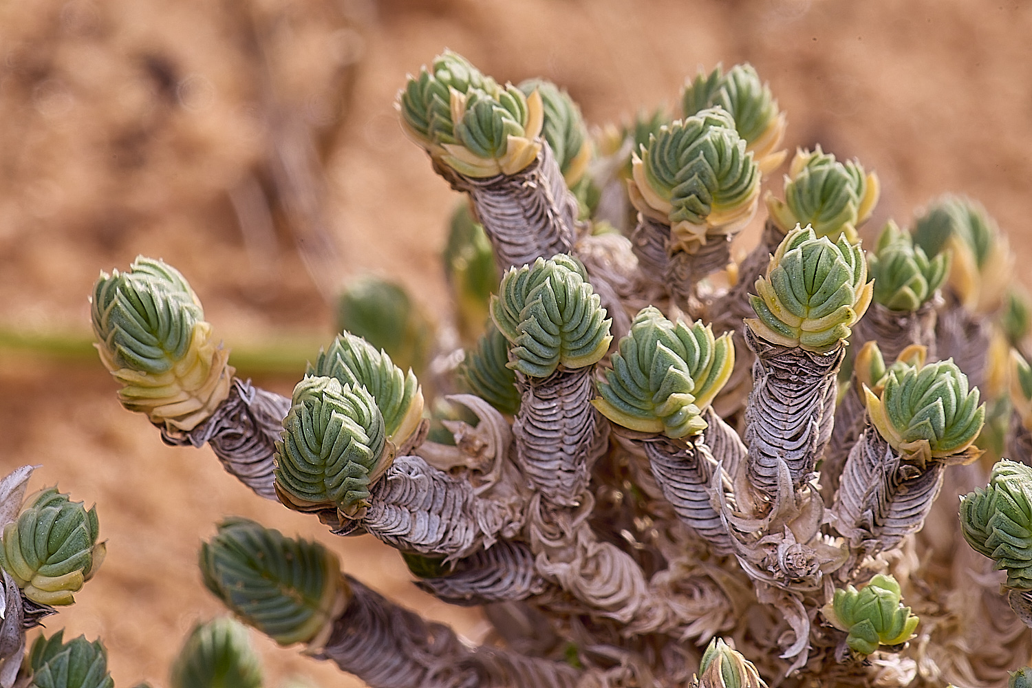 CSTVFlower49180325-3