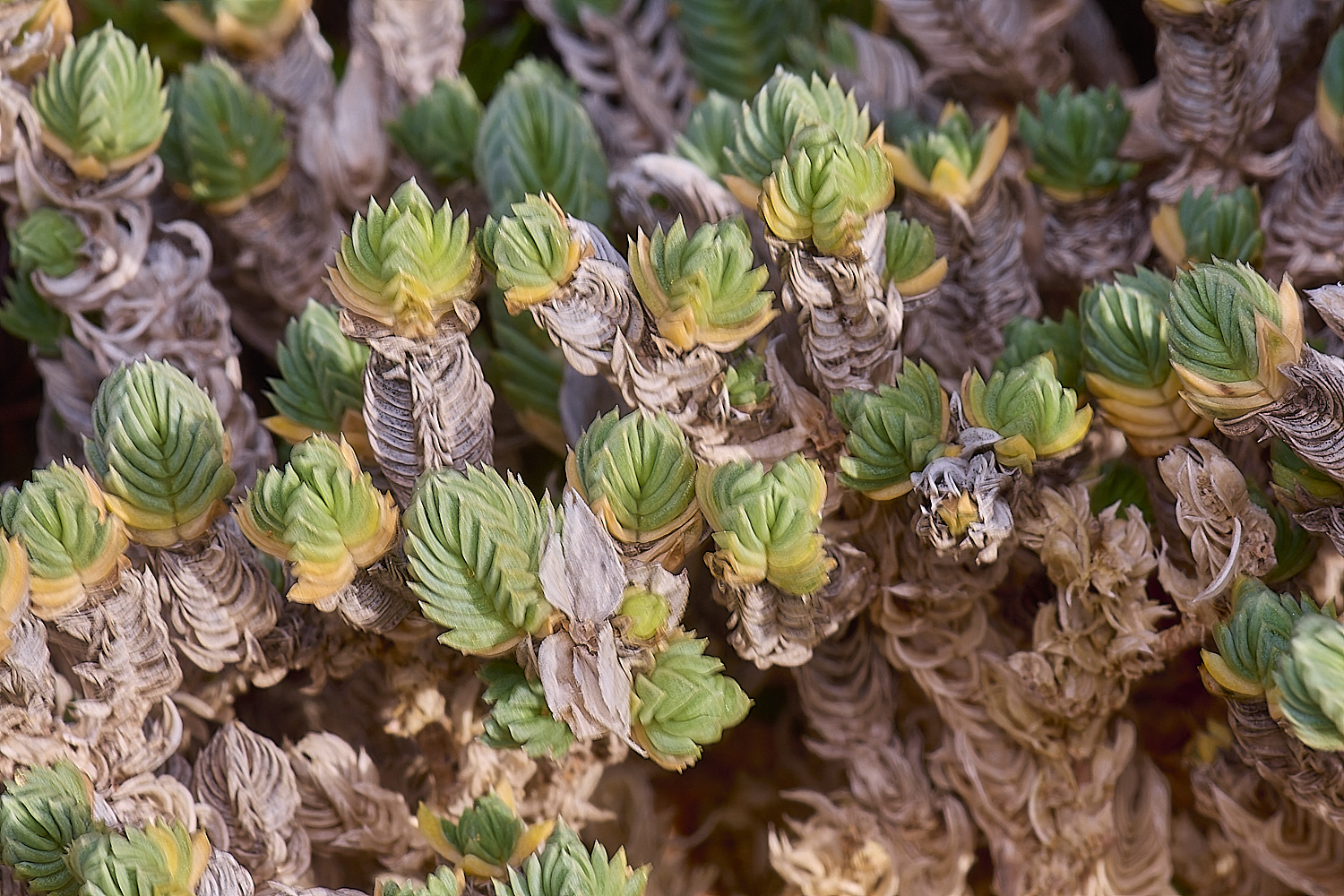 CSTVFlower49180325-4